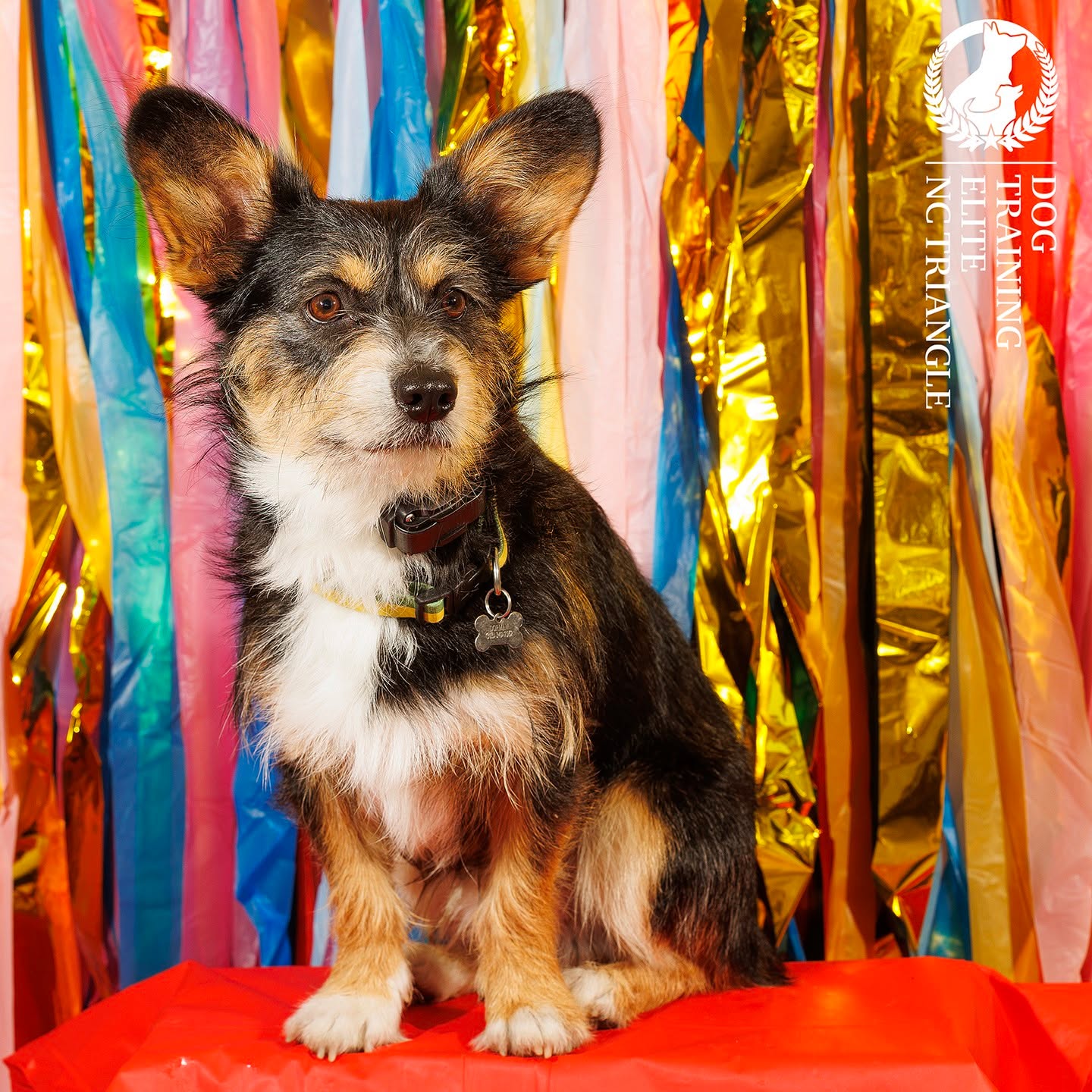 Every day with a dog is a party! Every day with a well-trained dog is a party like it's 1999.