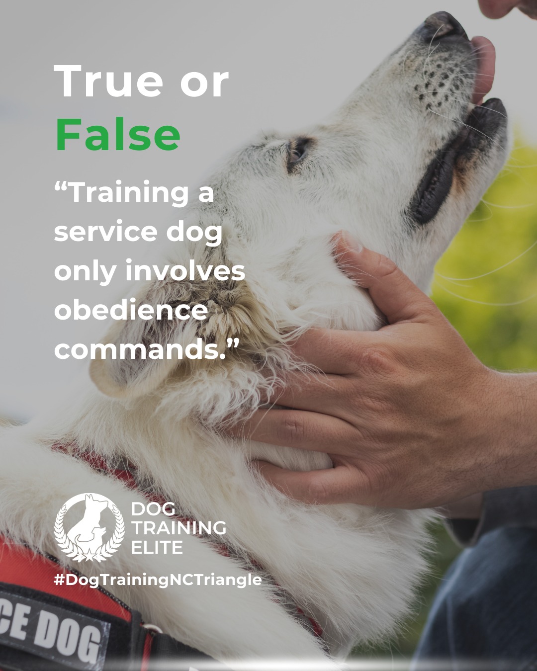 Service dog training goes far beyond basic obedience. Dog Training Elite North Carolina Triangle teaches task-specific skills tailored to the handler’s needs, ensures dogs are comfortable and confident in public, and focuses on socialization to handle real-world distractions. This comprehensive training builds reliability, independence, and trust between dog and handler.

🎯 Warm up your winter with a well-trained pup. Schedule your free in-home evaluation and see why families in Raleigh, Durham, and surrounding areas trust Dog Training Elite for results that last through every season.
 📍 https://maps.app.goo.gl/igo1KzzLjdteZCGM9



