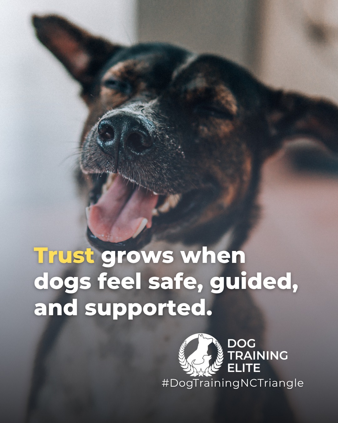 Worried about your dog&rsquo;s panic when you leave?

Building trust is key to managing separation anxiety. Dogs learn to feel safe and supported while alone, developing confidence, focus, and calm behavior that lasts. Training turns anxious moments into peace of mind for both of you.

Make better behavior your first win of the year. Book your free in-home evaluation and see why Raleigh and Durham dog owners choose Dog Training Elite for real, lasting results.
📍 https://maps.app.goo.gl/igo1KzzLjdteZCGM9

 

