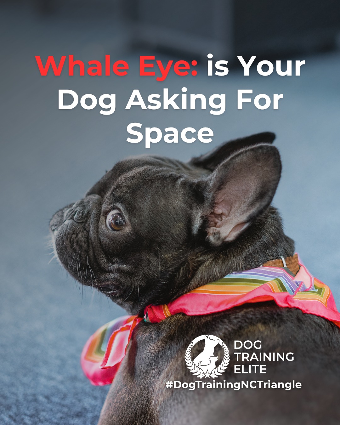Ever notice the white part of your dog&rsquo;s eye showing when they turn their head? This is known as whale eye, a common stress signal dogs use to communicate discomfort.

Whale eye often appears when a dog feels overwhelmed, pressured, or unsure of a situation. It&rsquo;s not bad behavior. It&rsquo;s communication. Recognizing it early helps prevent escalation and supports safer interactions.

You might see whale eye during:
 👀 Tight hugs or restraint
 👀 Resource guarding moments
 👀 Unfamiliar people or environments
 👀 High-pressure training or handling

When you notice whale eye, the best response is to reduce pressure, create space, and reassess the situation. Thoughtful training focuses on building confidence and trust, not forcing compliance.

Understanding these subtle cues allows you to support calmer behavior and stronger communication over time.

🐾 From basic obedience to advanced service dog training, Dog Training Elite North Carolina Triangle helps dogs near Raleigh build better behavior and stronger bonds this season. 🐾
 📍 https://maps.app.goo.gl/igo1KzzLjdteZCGM9


