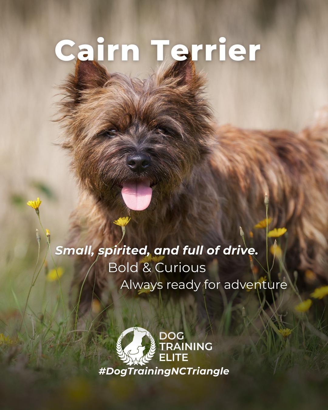 The Cairn Terrier is small, spirited, and full of drive. These dogs love to stay busy, problem-solve, and explore, which means structure and clear communication make a huge difference in their day-to-day behavior.

Training Tip: Cairn Terriers thrive when their minds stay busy. Rotate puzzle toys, practice short obedience sessions throughout the day, and incorporate scent-work games to satisfy their natural hunting instincts.

🐾 Make better behavior your first win of the year. Book your free in-home evaluation and see why Raleigh and Durham dog owners choose Dog Training Elite for real, lasting results.
 📍 https://maps.app.goo.gl/igo1KzzLjdteZCGM9


