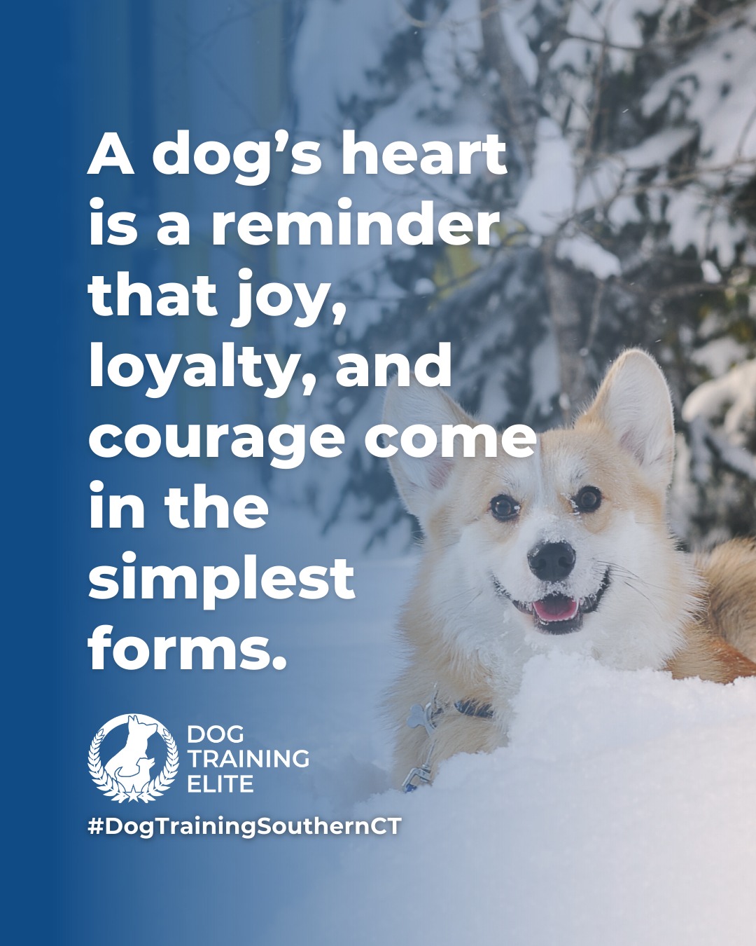 Dogs show us what it means to live fully in the moment. With patience, consistency, and clear guidance, their natural curiosity and loyalty can be shaped into focus, confidence, and cooperation. 

Every wag, nuzzle, and playful leap is a reminder that balanced training isn&rsquo;t just about commands, it&rsquo;s about building trust, understanding, and a stronger bond every day. 🐾

🎯 From basic obedience to advanced service dog training, Dog Training Elite of Southern CT helps dogs near Stamford build better behavior and stronger bonds this season. 🐾
 📍 https://maps.app.goo.gl/c2E6BZgHhxVCsBJZ9



