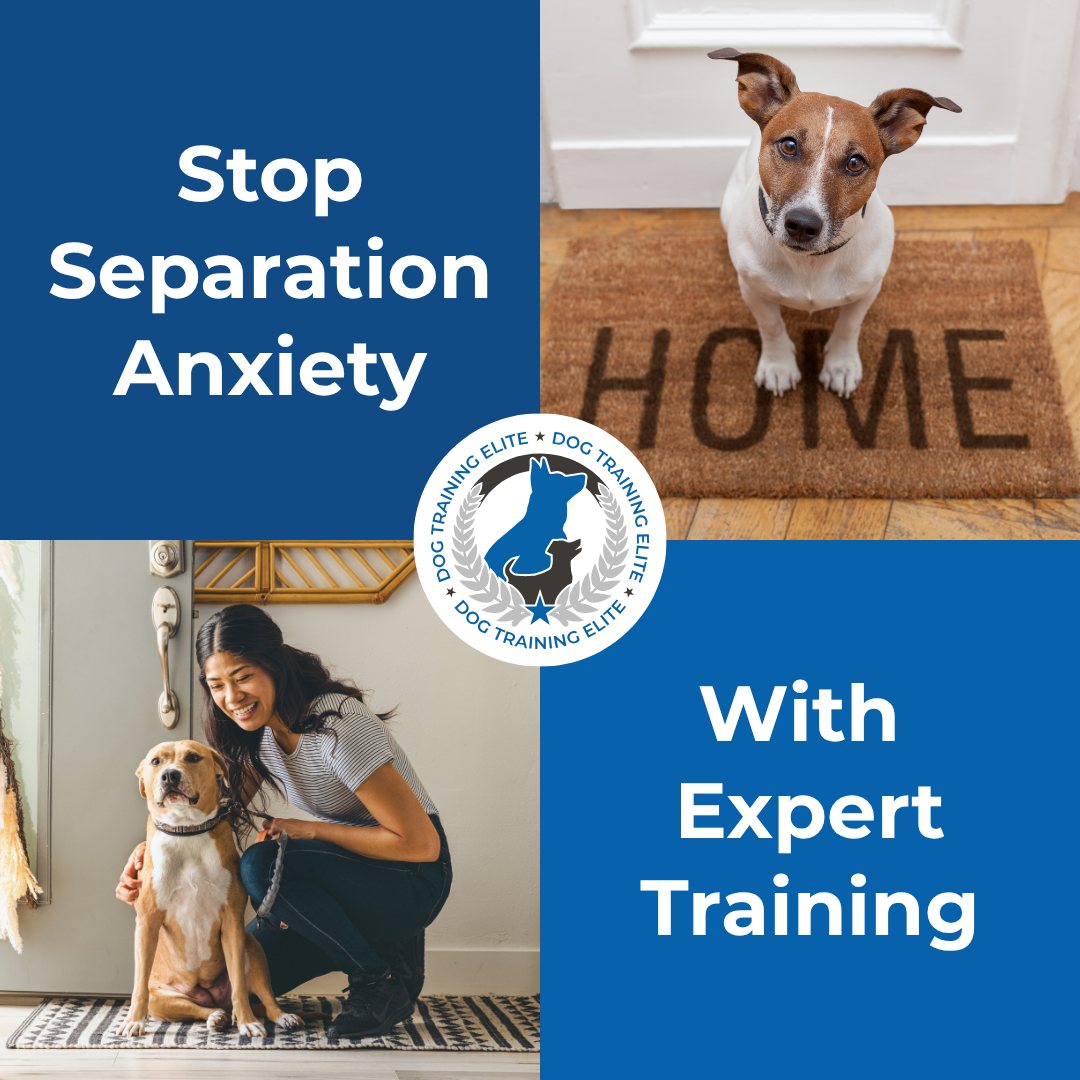 Tired of coming home to a destroyed house and an anxious dog?

Pups that suffer from separation anxiety will destructively chew, eliminate inside the house, and bark for hours on end when left alone.

Though frustrating, this behavior is not a disobedience issue&mdash;it's caused by stress.

The best way to handle stress-based issues is to work with a professional. At Dog Training Elite of Southern CT, we focus on structured, in-home training to build your dog's confidence and help them feel comfortable while you're away. 

Call or visit us at https://dogtrainingelite.com/connecticut to schedule your free consultation.

