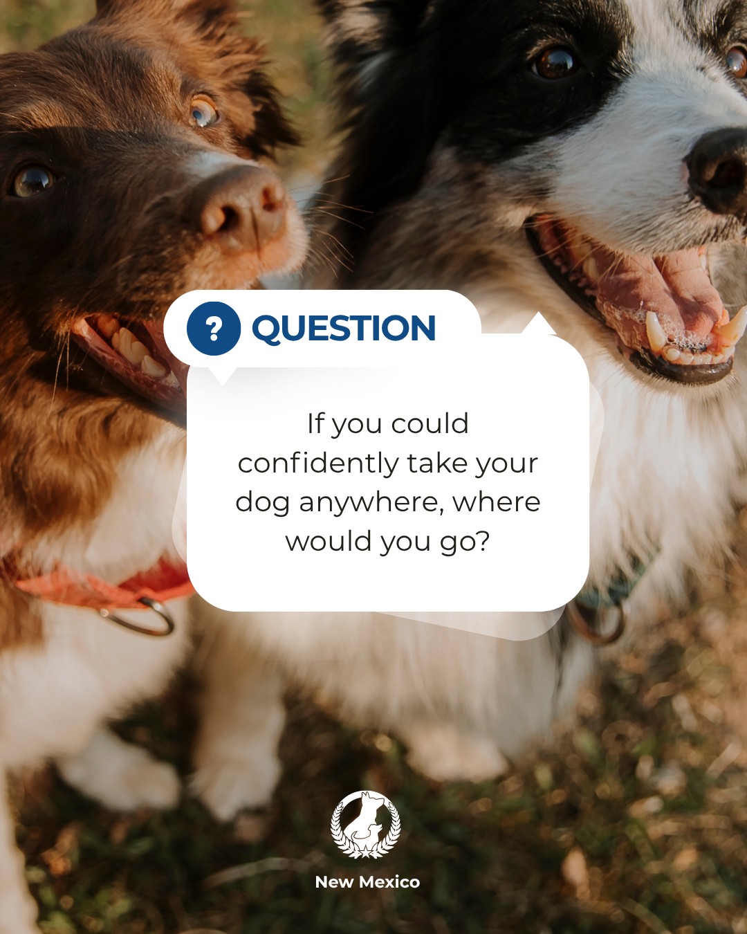 A local patio? The park? A busy event? Your favorite coffee shop?

Tell us where you&rsquo;d love to take your dog with total confidence. 👇

At Dog Training Elite New Mexico, we train for the moments that happen beyond your living room.

