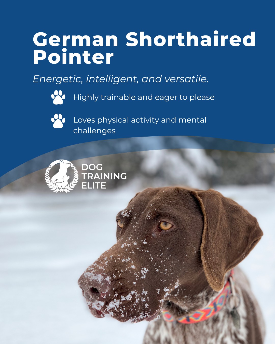 German Shorthaired Pointers are active, intelligent dogs that excel in obedience, hunting, and family life. Without proper structure and guidance, their energy can become overwhelming, but balanced training helps channel their drive into focus, reliability, and confidence.

🎯 From basic obedience to advanced service dog training, Dog Training Elite New Mexico helps dogs near Albuquerque build better behavior and stronger bonds this season. 🐾
 📍 https://maps.app.goo.gl/iipdsxXWWx3dKN5Y9




