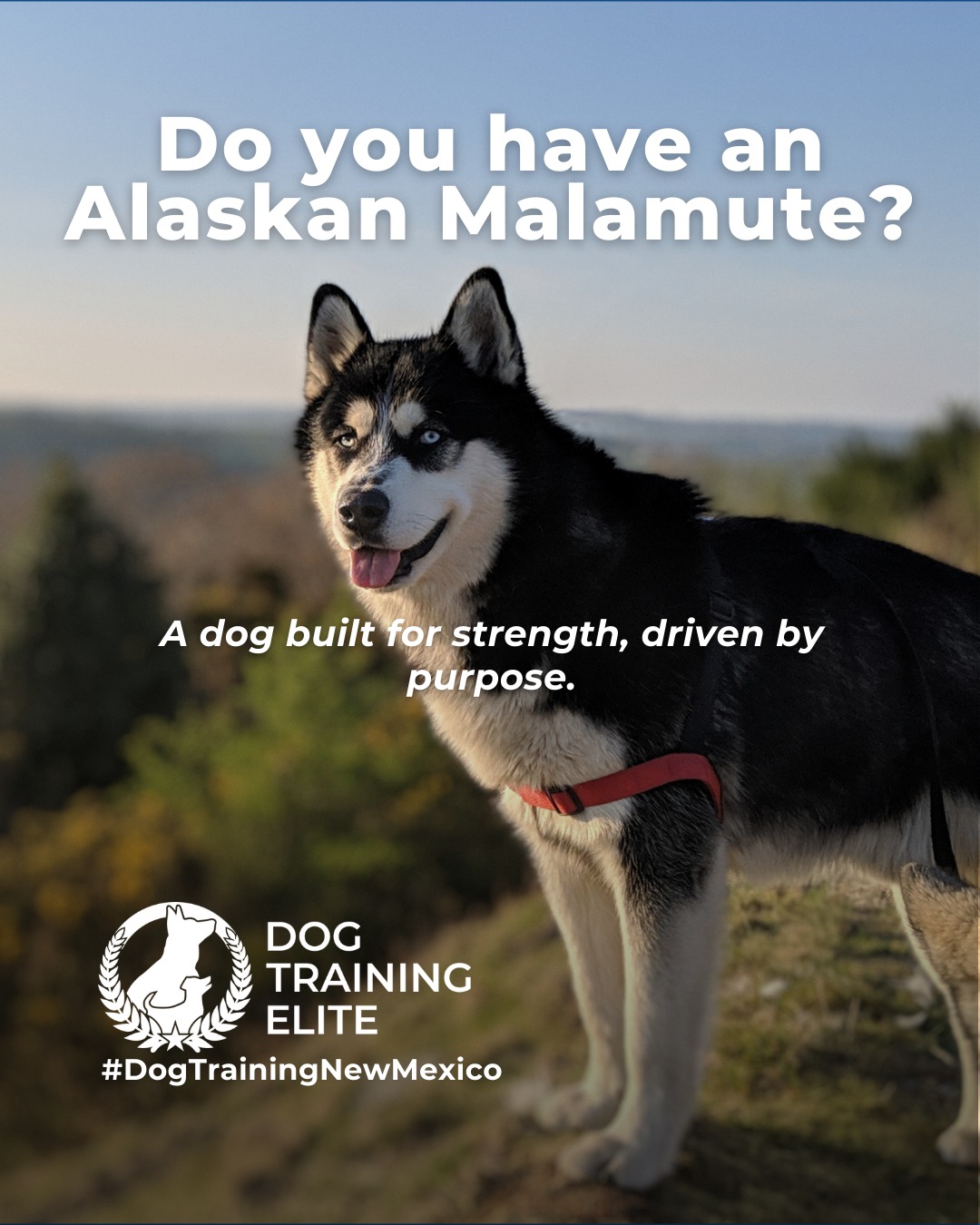 Big energy and even bigger purpose. Alaskan Malamutes were bred for hard work, long distances, and teamwork in extreme conditions. That history shows up today in their strong working drive and need for structure.

This breed thrives with clear expectations, consistent training, and outlets that challenge both body and mind. Without guidance, their independence can turn into stubbornness. With the right structure, Malamutes become focused, confident companions who enjoy having a job.

Training that channels their natural drive helps build reliability, calm behavior, and a stronger bond at home and in public.

Make better behavior your first win of the year. Book your free in-home evaluation and see why Albuquerque and Rio Rancho dog owners choose Dog Training Elite for real, lasting results.
 📍 https://maps.app.goo.gl/iipdsxXWWx3dKN5Y9



