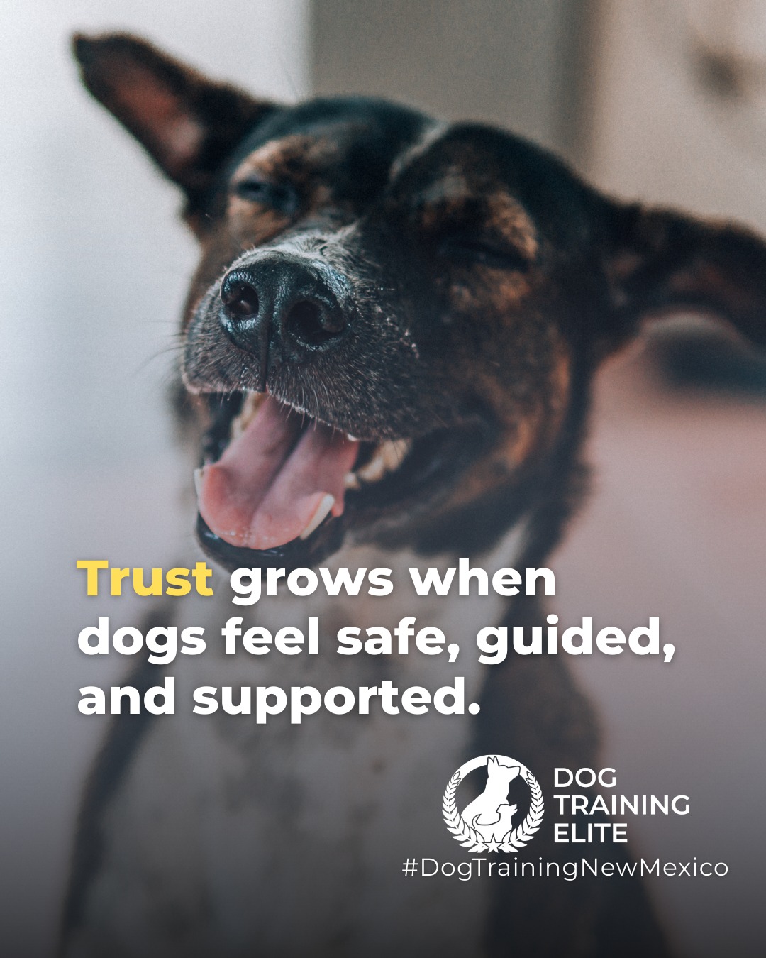 Worried about your dog&rsquo;s panic when you leave?

Building trust is key to managing separation anxiety. Dogs learn to feel safe and supported while alone, developing confidence, focus, and calm behavior that lasts. Training turns anxious moments into peace of mind for both of you.

Make better behavior your first win of the year. Book your free in-home evaluation and see why Albuquerque and Rio Rancho dog owners choose Dog Training Elite for real, lasting results.
📍 https://maps.app.goo.gl/iipdsxXWWx3dKN5Y9

 


