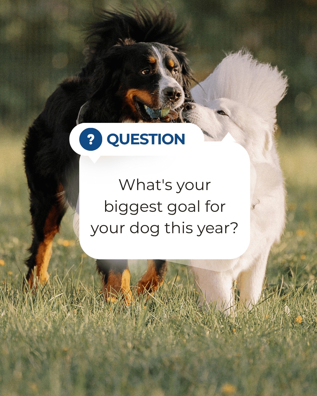 Every dog owner's journey looks a little different.

Maybe your goal is calmer walks. Maybe it's reliable recall, fewer distractions, or simply having a dog you can confidently take anywhere.

What's your biggest goal for your dog in New Mexico this year? Tell us in the comments, we'd love to hear it. 👇

