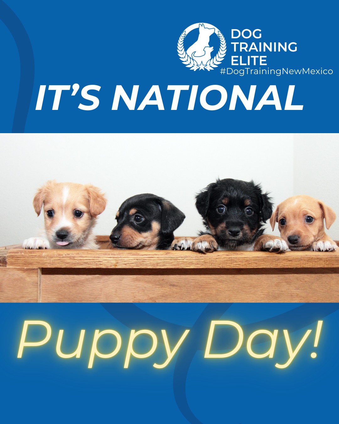 Happy National Puppy Day to those who celebrate! 

Today is all about the tiny paws learning big lessons. National Puppy Day is the perfect reminder that early training sets the foundation for a confident, well-mannered adult dog.

Puppy training focuses on more than just cues. It helps with healthy socialization, clear boundaries, potty routines, and building confidence in new environments. The earlier your pup learns structure, the easier life becomes for both of you.

Give your puppy the guidance they need to grow into a calm, reliable companion.

🐶 Whether it&rsquo;s leash manners, obedience, or service training, Dog Training Elite New Mexico offers personalized programs near Ridgeview Park and Rancho de Palomas Park (ABQ), Herb Martinez Park (SF), Fairfield Inn & Suites By Marriott Albuquerque Airport (ABQ), helping dogs shine all winter long. Cozy season, confident pups. ✨
📍 https://maps.app.goo.gl/iipdsxXWWx3dKN5Y9




