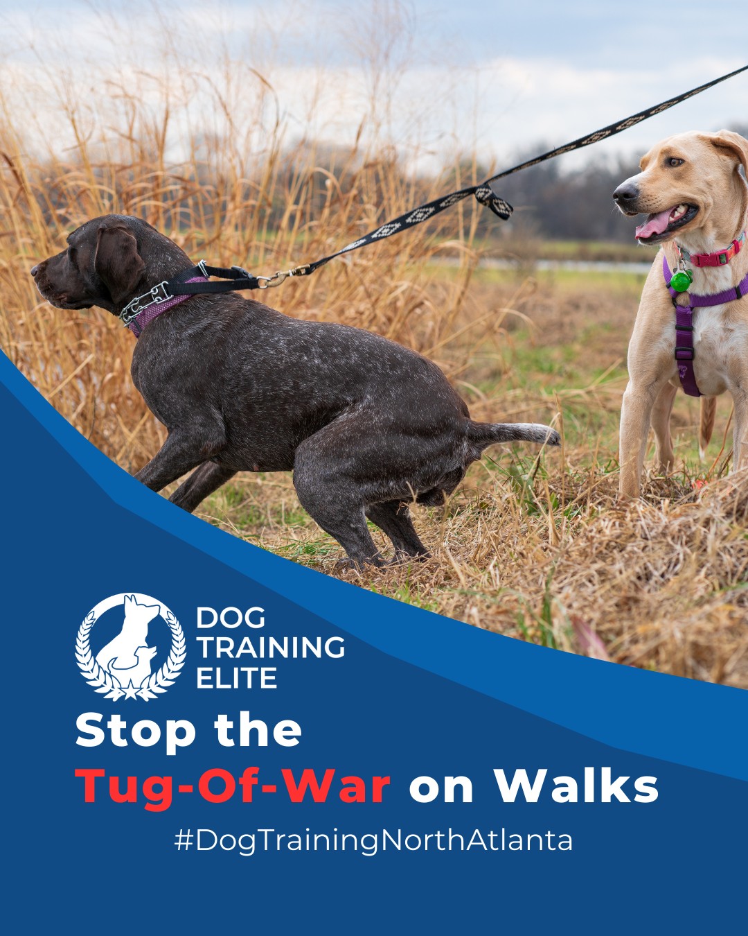 Leash pulling is one of the most common challenges for dog owners. Balanced training teaches your dog to walk calmly at your side, improving safety and enjoyment for both of you. Try these strategies:
 🐾 Use consistent cues so your dog understands what’s expected
 🐾 Reward calm walking immediately to reinforce good behavior
 🐾 Practice short, frequent sessions to build focus and consistency
With patience and structure, your walks become stress-free, giving your dog confidence and improving your bond.

📌 Whether it’s leash manners, obedience, or service training, Dog Training Elite North Atlanta offers personalized programs near The Big Chicken and Truist Stadium, helping dogs shine all winter long. Cozy season, confident pups. ✨
 📍 https://maps.app.goo.gl/GXTwtGnXYGwMTwM1A



