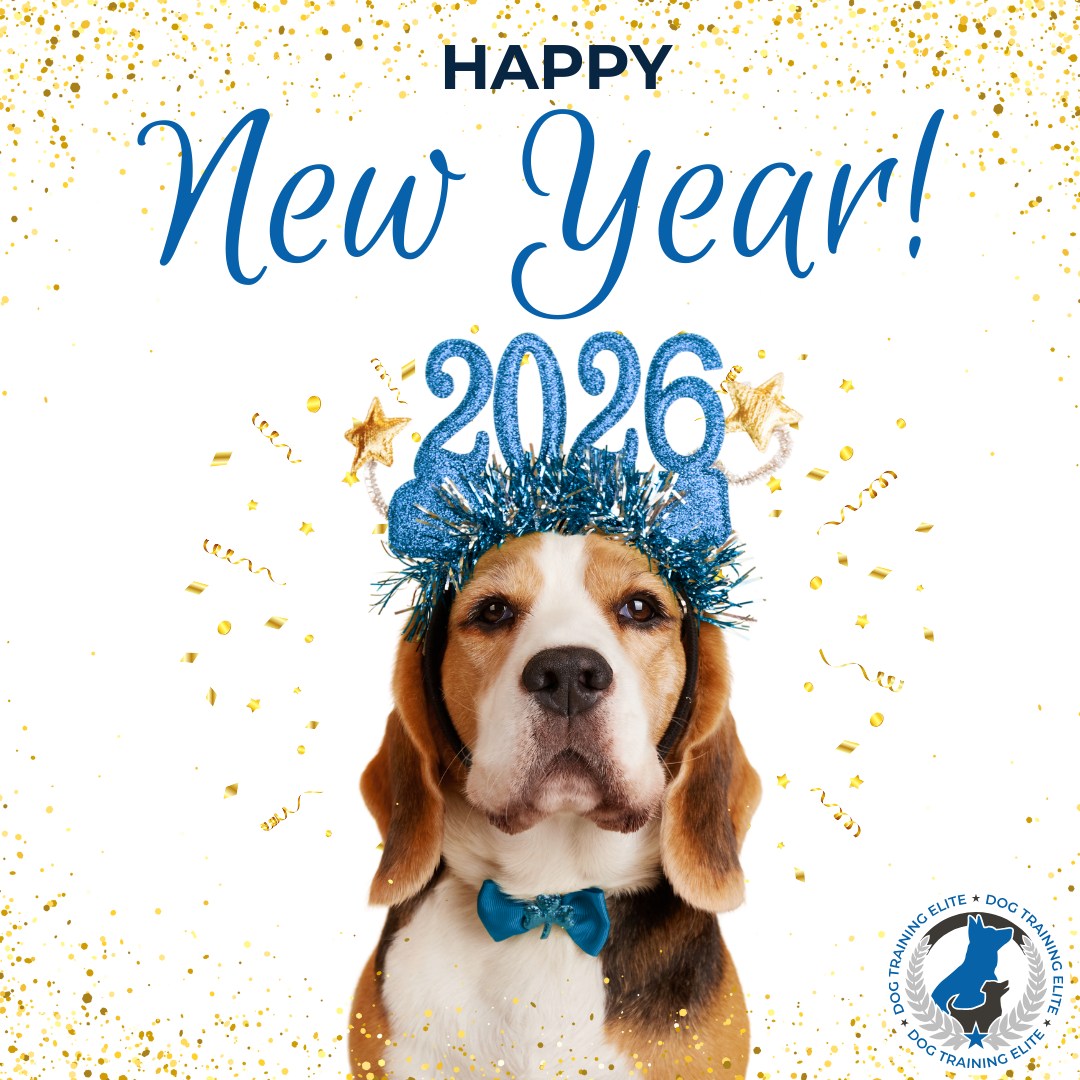 Happy New Year! 🎉🐶

We're proud of what our team at Dog Training Elite North Orlando has accomplished this year, and even more excited about what's ahead. 

Here's to a new year of growth, progress, and well-trained dogs in 2026!

