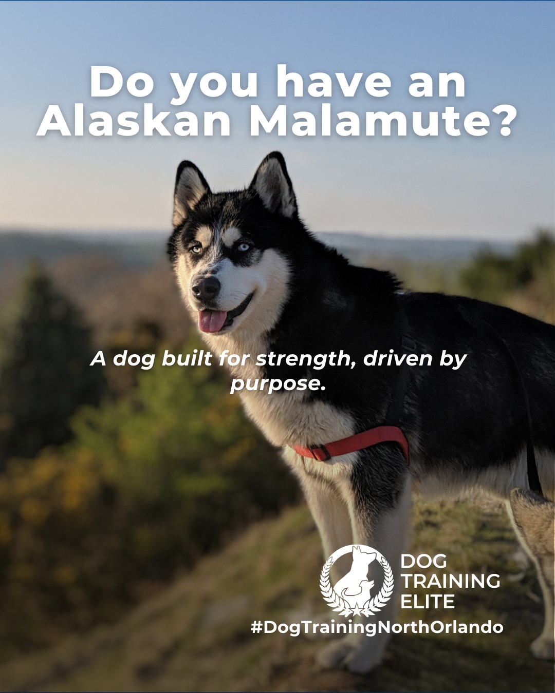 Big energy and even bigger purpose. Alaskan Malamutes were bred for hard work, long distances, and teamwork in extreme conditions. That history shows up today in their strong working drive and need for structure.

This breed thrives with clear expectations, consistent training, and outlets that challenge both body and mind. Without guidance, their independence can turn into stubbornness. With the right structure, Malamutes become focused, confident companions who enjoy having a job.

Training that channels their natural drive helps build reliability, calm behavior, and a stronger bond at home and in public.

Make better behavior your first win of the year. Book your free in-home evaluation and see why Winter Park and Maitland dog owners choose Dog Training Elite for real, lasting results.
 📍 https://maps.app.goo.gl/ppJCTnWuEJJonM3y8


