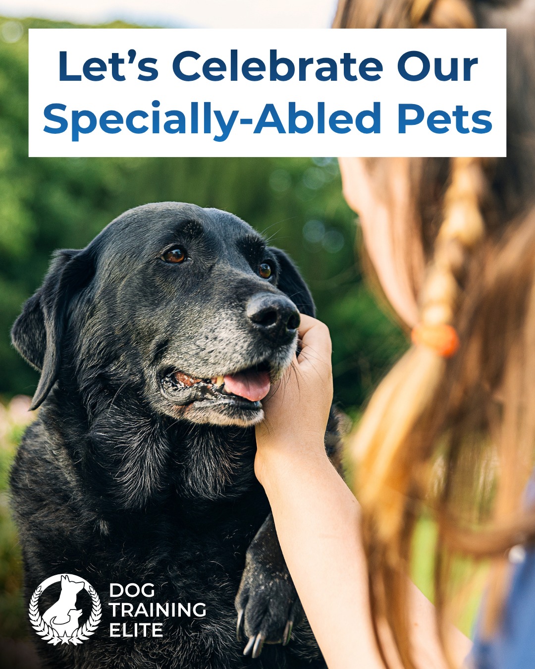 Today we recognize Specially-Abled Pets Day and the dogs who navigate physical and medical challenges every day 🐕

At Dog Training Elite North Orlando, we believe every dog deserves the opportunity to thrive. Our obedience training is customized to each dog's needs, helping them understand expectations, gain confidence, and navigate daily life more comfortably.

Visit {location_website} to learn more about our customized training programs 💙

