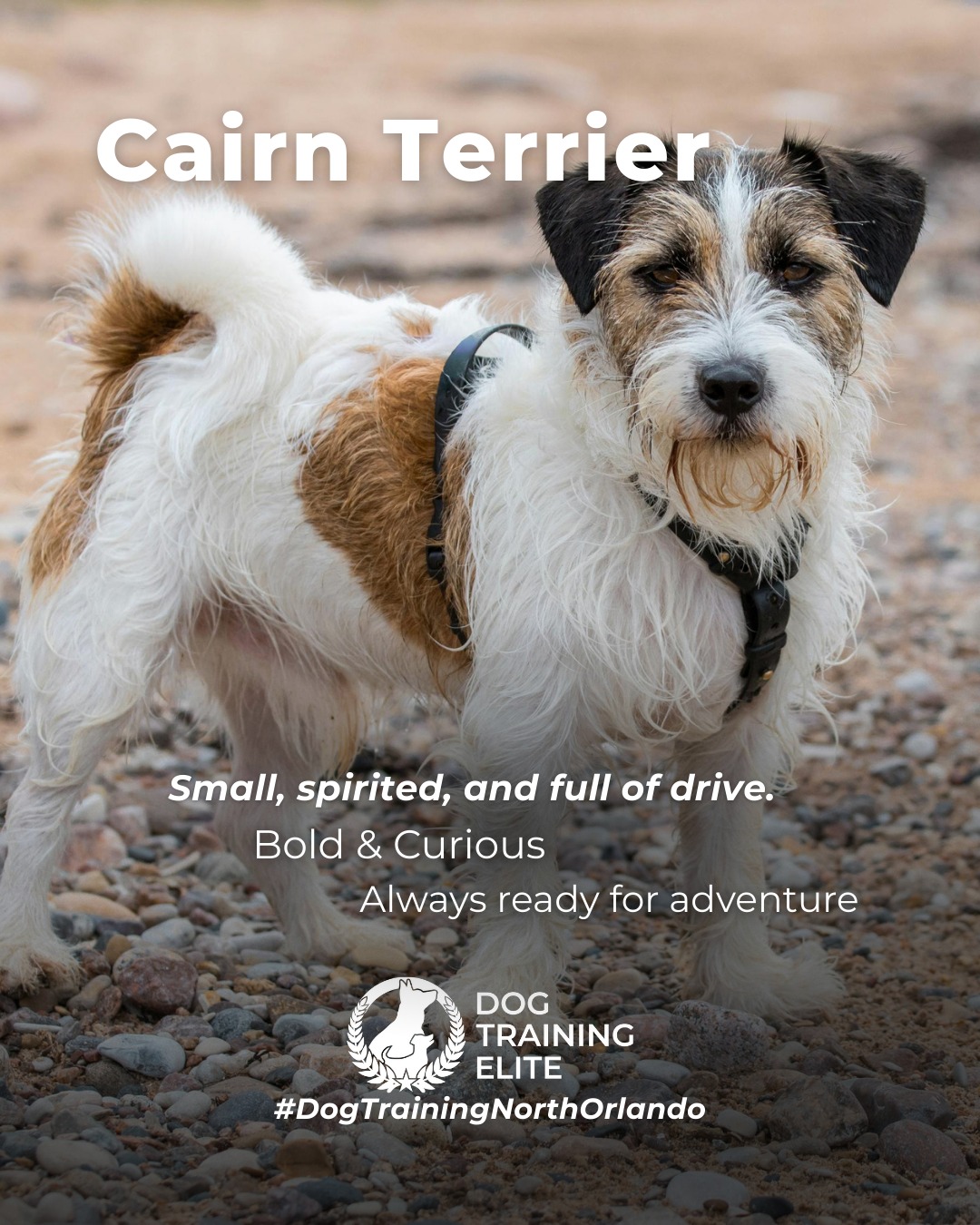 The Cairn Terrier is small, spirited, and full of drive. These dogs love to stay busy, problem-solve, and explore, which means structure and clear communication make a huge difference in their day-to-day behavior.

Training Tip: Cairn Terriers thrive when their minds stay busy. Rotate puzzle toys, practice short obedience sessions throughout the day, and incorporate scent-work games to satisfy their natural hunting instincts.

🐾 Make better behavior your first win of the year. Book your free in-home evaluation and see why Winter Park and Maitland dog owners choose Dog Training Elite for real, lasting results.
 📍 https://maps.app.goo.gl/ppJCTnWuEJJonM3y8


