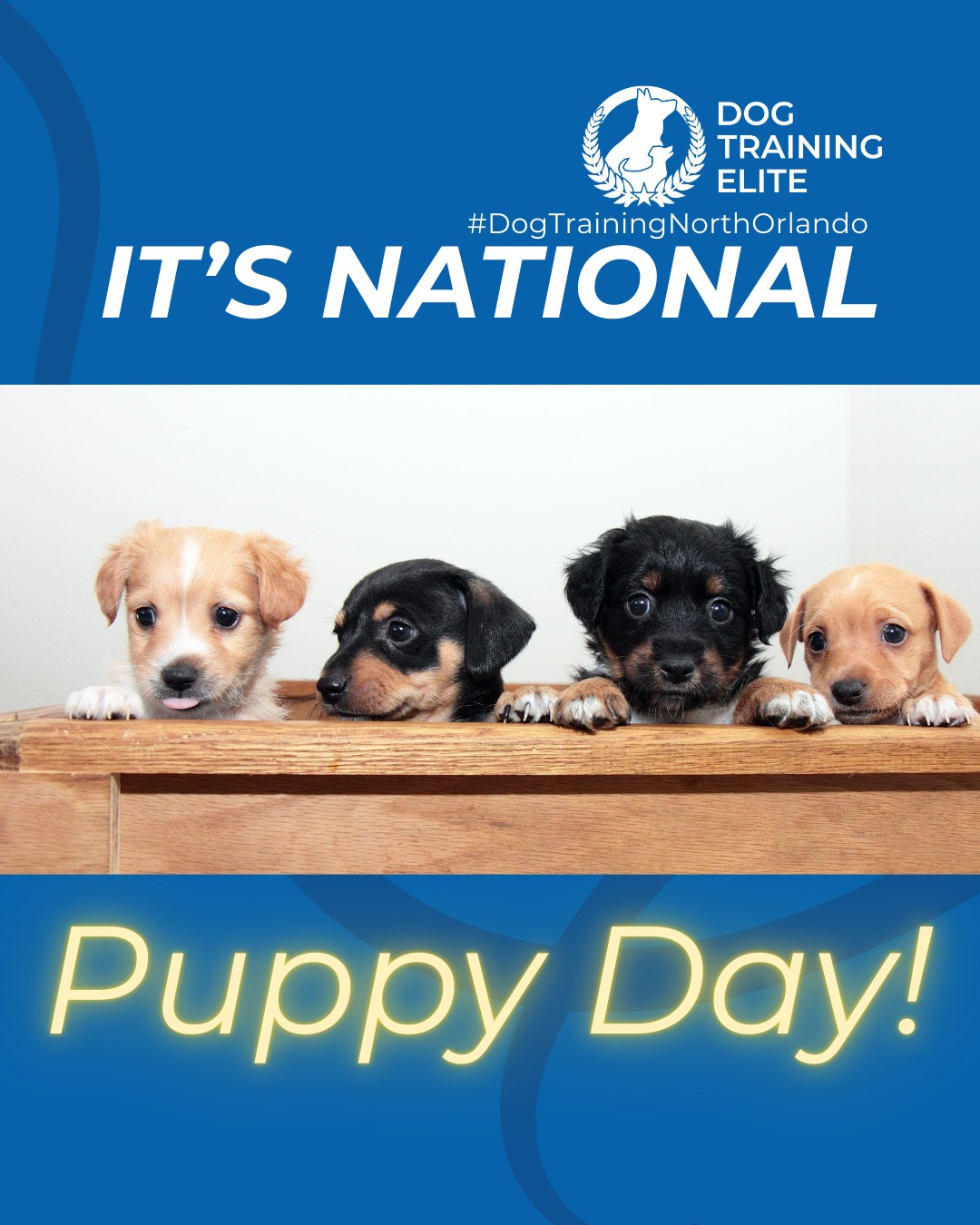 Happy National Puppy Day to those who celebrate! 

Today is all about the tiny paws learning big lessons. National Puppy Day is the perfect reminder that early training sets the foundation for a confident, well-mannered adult dog.

Puppy training focuses on more than just cues. It helps with healthy socialization, clear boundaries, potty routines, and building confidence in new environments. The earlier your pup learns structure, the easier life becomes for both of you.

Give your puppy the guidance they need to grow into a calm, reliable companion.

🐶 Whether it&rsquo;s leash manners, obedience, or service training, Dog Training Elite North Orlando offers personalized programs near Minnehaha Park and nan, helping dogs shine all winter long. Cozy season, confident pups. ✨
📍 https://maps.app.goo.gl/ppJCTnWuEJJonM3y8



