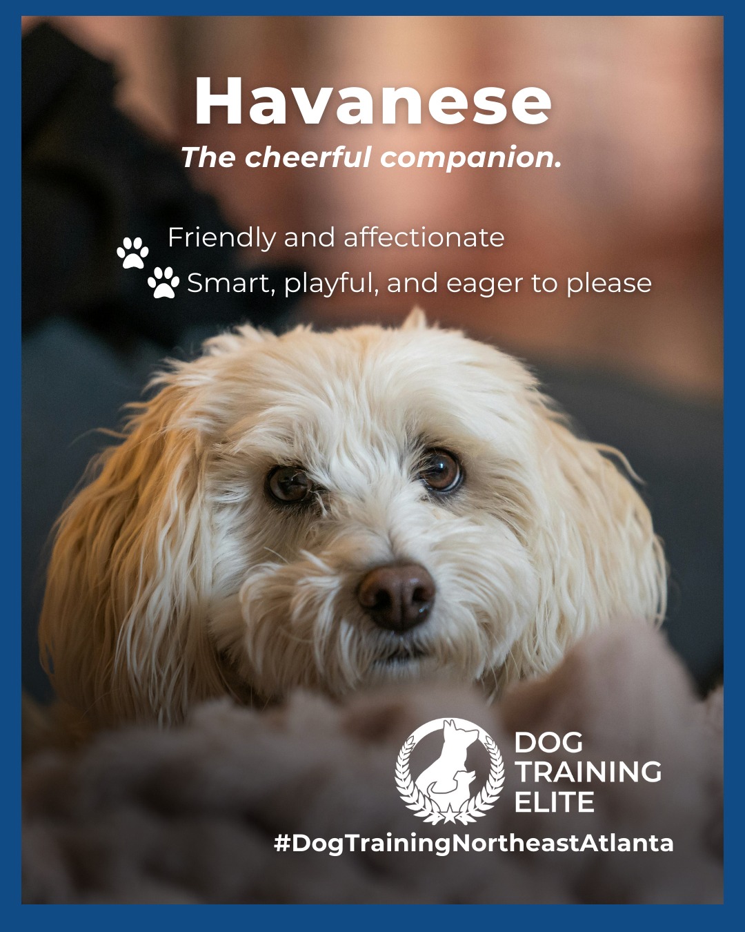 Havanese dogs are cheerful, intelligent, and thrive on human interaction. Their playful nature makes them wonderful family pets, but they benefit from consistent, balanced training to channel their energy into good habits. Early socialization and structured guidance help Havanese develop confidence, focus, and strong bonds with their owners.

📌 Whether it&rsquo;s leash manners, obedience, or service training, Dog Training Elite Northeast Atlanta offers personalized programs near Halcyon and Newtown Park, helping dogs shine all winter long. Cozy season, confident pups. ✨
 📍 https://maps.app.goo.gl/R7TD2csm9eBgvCdU9


