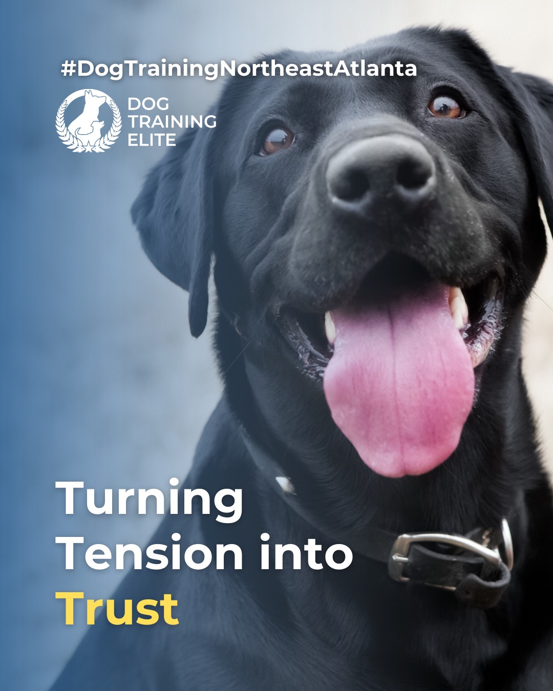 Aggression and anxiety are often linked, but they can be managed with structured, balanced training at Dog Training Elite Northeast Atlanta. 

Our approach helps dogs feel safe, confident, and responsive in challenging situations:
🐾 Understand triggers &ndash; Identify what causes fear or aggression
 🐾 Teach alternative responses &ndash; Replace fight or flight with calm choices
 🐾 Build confidence &ndash; Structured exercises for focus and composure
 🐾 Strengthen your bond &ndash; Consistency and trust keep your dog secure

Balanced training empowers dogs to navigate their environment safely, giving owners peace of mind and dogs a happier, calmer life.

🎯 Warm up your winter with a well-trained pup. Schedule your free in-home evaluation and see why families in Woodstock, Cumming, and surrounding areas trust Dog Training Elite for results that last through every season.
 📍 https://maps.app.goo.gl/R7TD2csm9eBgvCdU9

 
