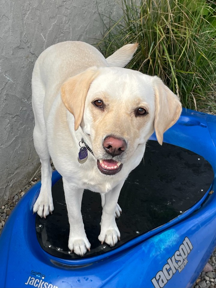 Fall adventures are better with a dog who listens. 🍂

Crisp October weekends in Northeast Ohio mean trails, parks, and maybe even some time on the water. Whether your pup is hopping into a kayak or just walking a leaf-covered path, reliable obedience makes every outing safer and more fun. A professional dog trainer from our team can help your dog stay calm and responsive around new sights, sounds, and smells.

We're balanced trainers, which means structure and enjoyment go together. We use high repetitions so your dog truly understands the commands, and every session builds confidence for both of you. 🐕

The core commands we teach:
✔ COME
✔ SIT
✔ DOWN
✔ HEEL
✔ PLACE
✔ OFF
✔ QUIET

Beyond the basics, we offer service dog training for PTSD and psychological support, plus aggressive dog training with personalized plans that start in your home. Families from Chagrin Falls to Solon and Pepper Pike trust us to bring out the best in their dogs.

Reach out today to schedule your free in-home assessment and get your dog ready for every adventure this season. 🐾