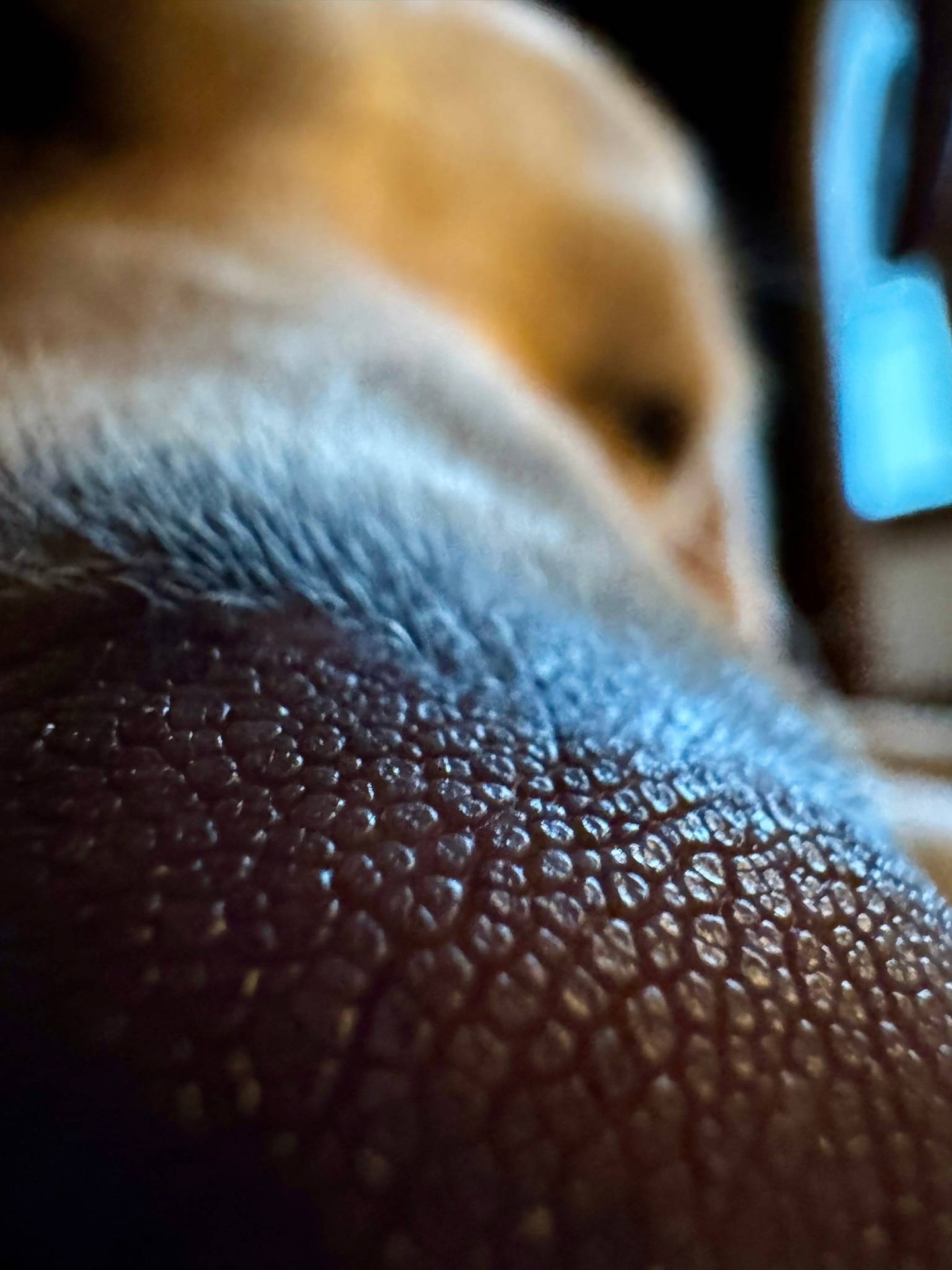 A great nose is only useful when your dog also has great manners. 🐾

At Dog Training Elite Northeast Ohio Facility, we&rsquo;re a balanced team that brings structure and fun together, so your dog can learn without shutting down. Families around Mayfield Village, Shaker Heights, Pepper Pike, Willoughby, Chagrin Falls, Euclid, Cleveland Heights, Chardon, and Solon count on a professional dog trainer who keeps things clear, fair, and consistent.

We teach the core commands every day: COME, SIT, DOWN, HEEL, PLACE, OFF, and QUIET. 🦴 With smart repetition and coaching for you, those cues start working at home, on walks, and around distractions.

If you&rsquo;re ready for a training plan that fits your real life, reach out and schedule an assessment. 🐶