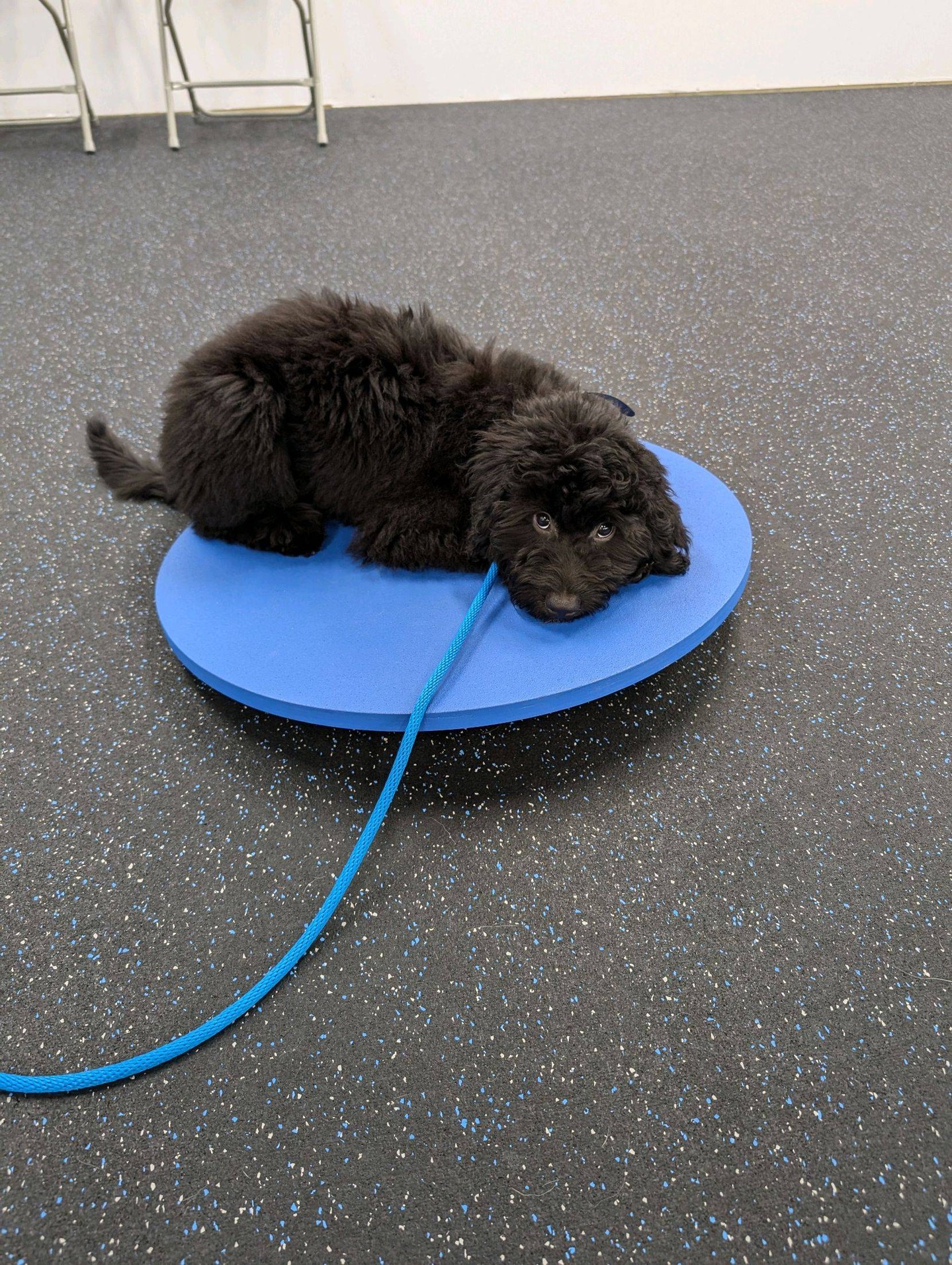 It is our goal to make you a great dog handler that builds a great bond with your pup!  We want to teach both you and your dog to communicate with each other and have fun doing it!  We look for ways to build confidence and dexterity by challenging your pup to do more than they thought they could.  It is such a wonderful sight when you see confidence develop where there was fear and apprehension before.  Call or go online to schedule a free assessment of your pup!