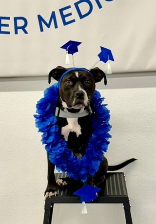 Graduation day is fun, but reliable skills are what matter most 🐾🎓

At Dog Training Elite Northeast Ohio Facility, we&rsquo;re a professional dog trainer team that uses a balanced style. That means clear structure plus plenty of praise and play, so training stays enjoyable while your dog learns to listen. We work with families across Mayfield Village, Shaker Heights, Pepper Pike, Willoughby, Chagrin Falls, Euclid, Cleveland Heights, Chardon, and Solon.

We teach with high repetitions so commands become second nature, whether you train with us at our day-camp style sessions or through mobile training that comes to you 🚐

Core commands we build on:
&bull; COME, SIT, DOWN, HEEL
&bull; PLACE, OFF, QUIET ✔

Need more than basics? We also offer service dog training and aggressive dog training with a step-by-step plan that fits your home and your dog. Set up a training assessment and let&rsquo;s get started.