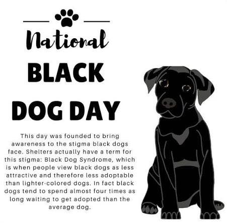 Happy National Black Dog Day! Today, October 1st, is all about celebrating the stunning beauty, charm, and loving nature of our four-legged friends with dark coats!
Founded by animal advocate Colleen Paige, this day serves a very important purpose: raising awareness about Black Dog Syndrome. In animal shelters worldwide, black dogs are statistically the least likely to be adopted and spend the longest time waiting for their forever homes. This happens for a few unfair reasons: they can be harder to photograph clearly, their facial expressions sometimes blend into the shadows, and outdated myths or superstitions still linger.