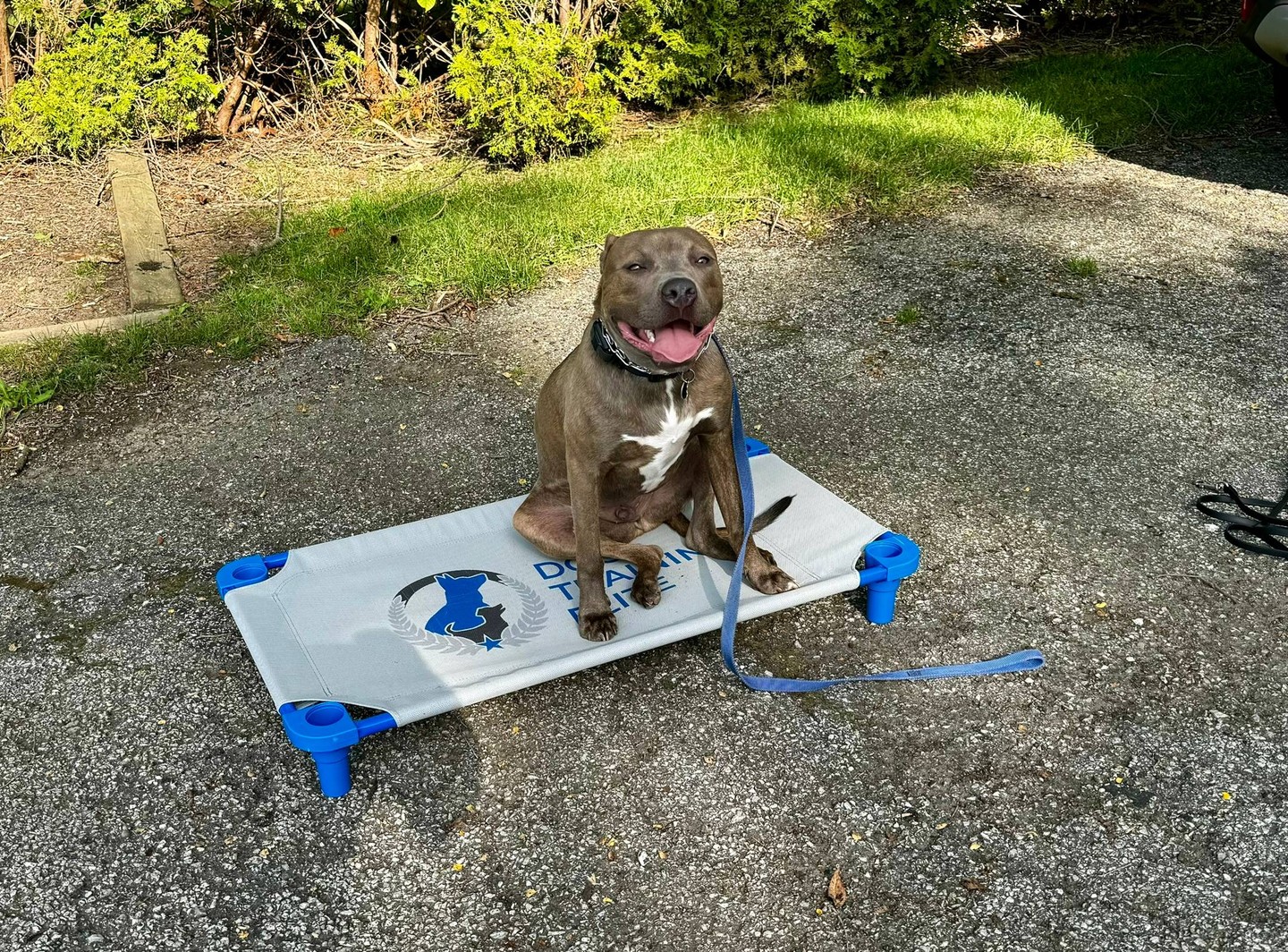 Our approach is balanced training, utilizing a variety of techniques. Want your dog to follow commands like sit, down, place, and come? At Dog Training Elite in Northeast Ohio, we can help with that! Positive reinforcement is one of several techniques we apply. Our dog obedience classes offer an exciting way to learn and grow together. We seek to build confidence in you and your dog.  Bring out the best in your canine companion and watch them thrive! Discover our process today to see change you can count on.