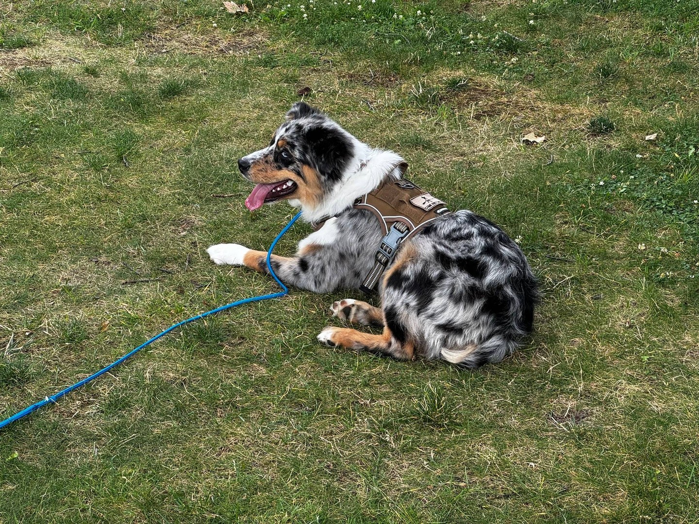 A reliable dog in the real world starts with clear training and lots of reps. 🐕&zwj;🦺

At Dog Training Elite Northeast Ohio, we&rsquo;re balanced trainers, so your dog gets structure and still enjoys the process. We work with families across Mayfield Village, Shaker Heights, Pepper Pike, Willoughby, Chagrin Falls, Euclid, Cleveland Heights, Chardon, and Solon. As a professional dog trainer team, we use high repetitions so your dog truly understands each cue, not just in the facility but out on walks too.

We teach the core commands every dog needs: COME, SIT, DOWN, HEEL, PLACE, OFF, and QUIET 🦴

Need training that fits your schedule? We offer day camp style training and mobile sessions that come to you 🚗. If you&rsquo;re dealing with bigger behavior challenges, we can also build a plan that supports aggressive or anxious dog training, step by step.

Reach out today to set up a training plan that works for you and your dog.