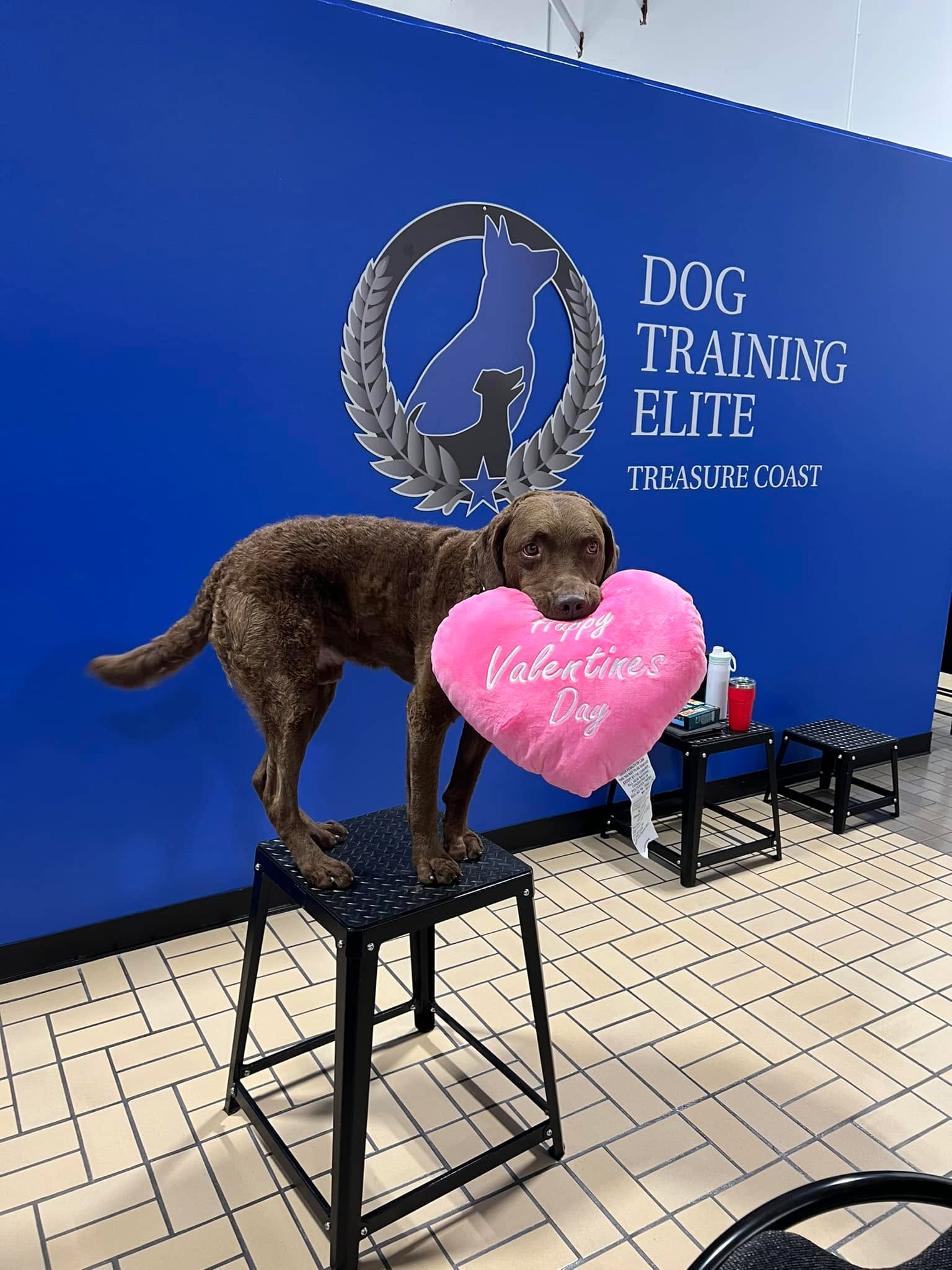Greetings from DTE Treasure Coast! 
We’re here visiting our sister location located in Florida for puppy training this week 🐾