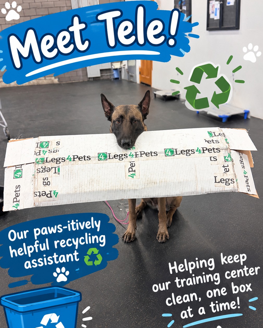 ♻️🐾 Employee of the Month: Tele! 🐶📦

Tele is taking his job very seriously! 😂💙 He&rsquo;s helping us clean up the training center and making sure we do our part by recycling. Talk about a hardworking pup!
Great job, Tele! Thanks for helping us keep our training center clean, one box at a time! 💚🐶

