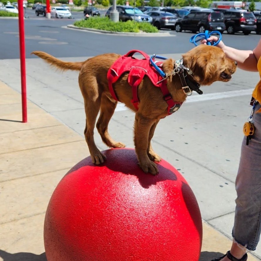 Diabetic Alert Puppy Wade is growing up on us and starting his public access training. This precocious Golden Retriever is going to be an amazing Service Dog! 