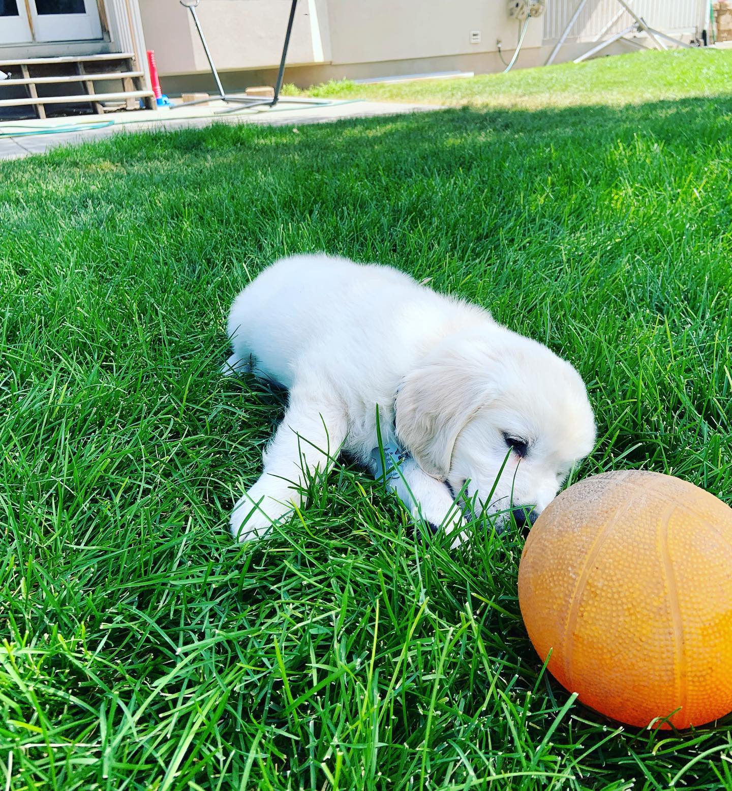 Meet Shiro - the newest member of the Dog Training Elite Northern Utah trainers pack! Trevor is so excited to officially own a puppy from the incredible @amazinggoldens7 breeding program. We have trained so many Amazing Goldens as life saving service dogs that we are excited for Shiro to show others the incredible things these dogs can do! 