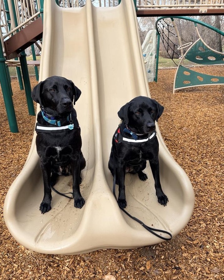 This brother and sister duo are rocking the place command at the park during our weekly class 🐾🌳 Every bench, rock, log, or picnic table becomes a creative training tool with a little imagination! Turning everyday objects into part of your session keeps it fun and helps pups build confidence and focus in any environment. Proud of these two for mastering new challenges every week! 💪🐶 