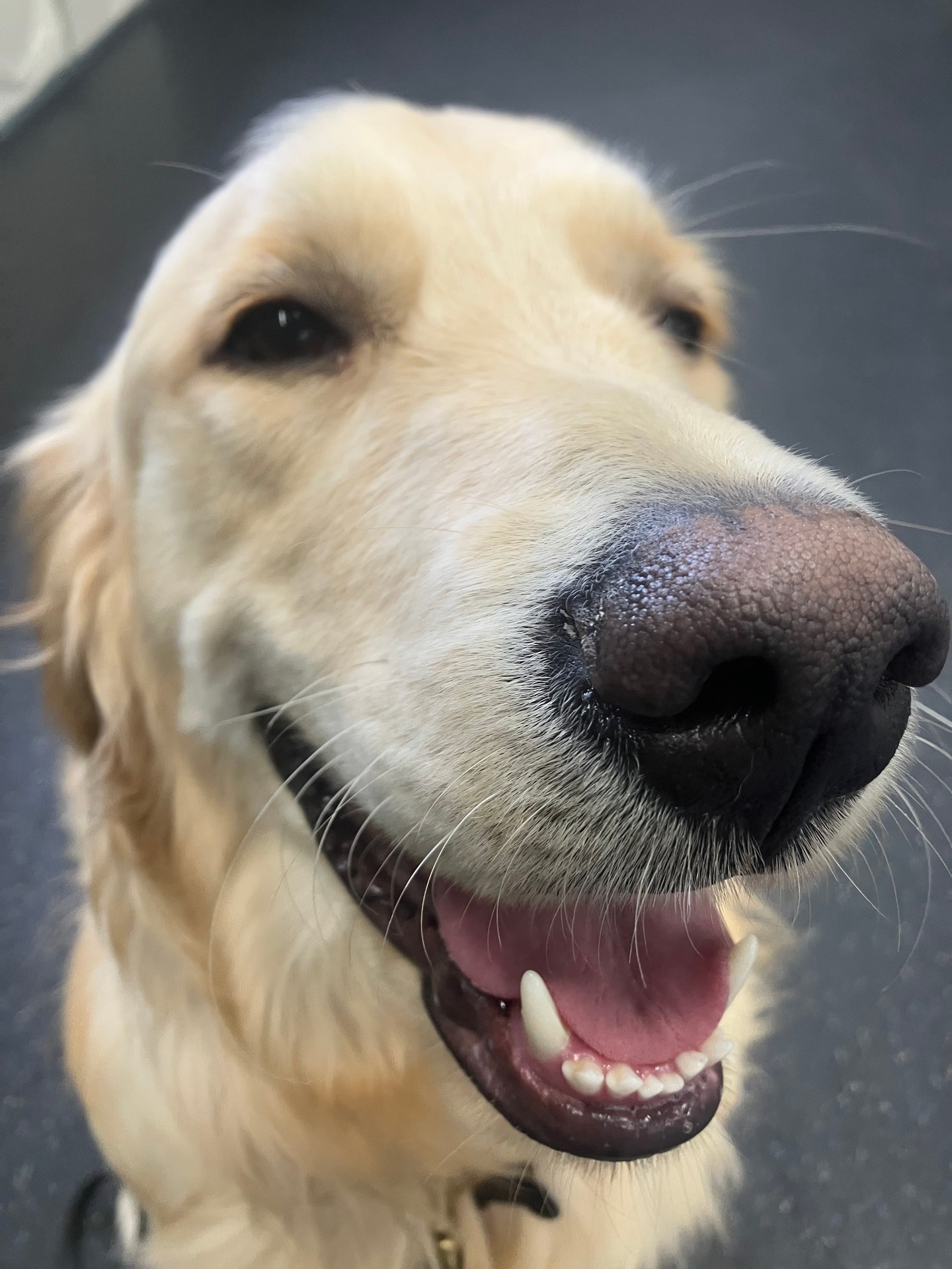Golden retriever Koa is stealing the spotlight with his adorable face 🐶 and sharp mind 🧠 during his drop-in at training camp! Whether it&rsquo;s learning new commands or polishing up obedience, he&rsquo;s giving it his all. Our training program offers lifetime support, so whenever you need an obedience refresh, we&rsquo;re here to help you clean up those skills and keep your pup on track. A well-trained dog is a happy dog, and we&rsquo;re committed to being there every step of the way 🐾✨