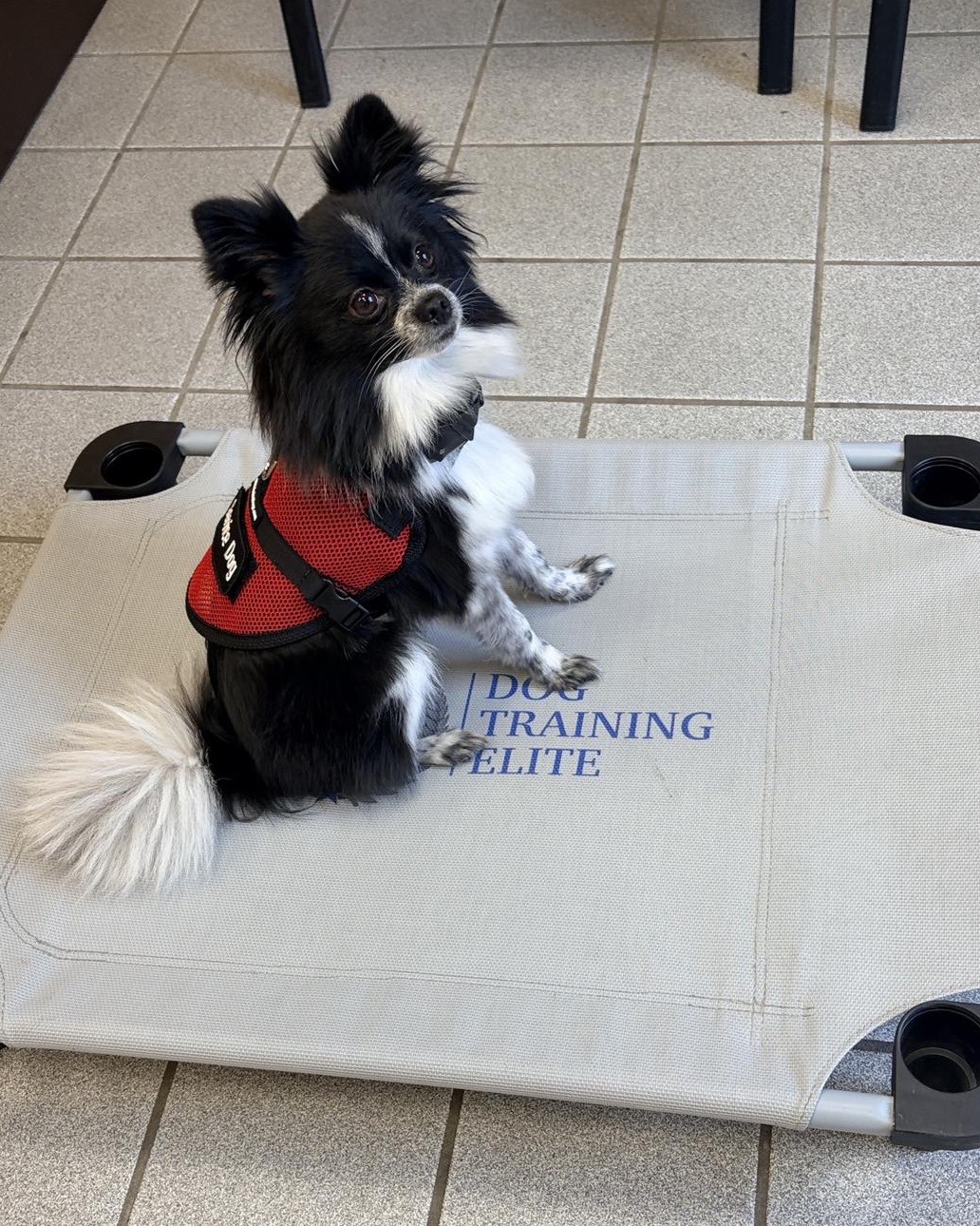 Snoopy is looking pretty sharp in his new service dog vest! 🐾💙
He may be small, but he carries out his job with the confidence and professionalism of any service dog. Proof that size has nothing to do with a dog's ability to make a life-changing impact. 💛
Service dogs come in all shapes and sizes, and Snoopy is a perfect example that dedication, training, and a strong partnership matter far more than how big a dog is.
We couldn't be prouder of this little guy and all the important work he's doing. Way to go, Snoopy! 🐶✨
