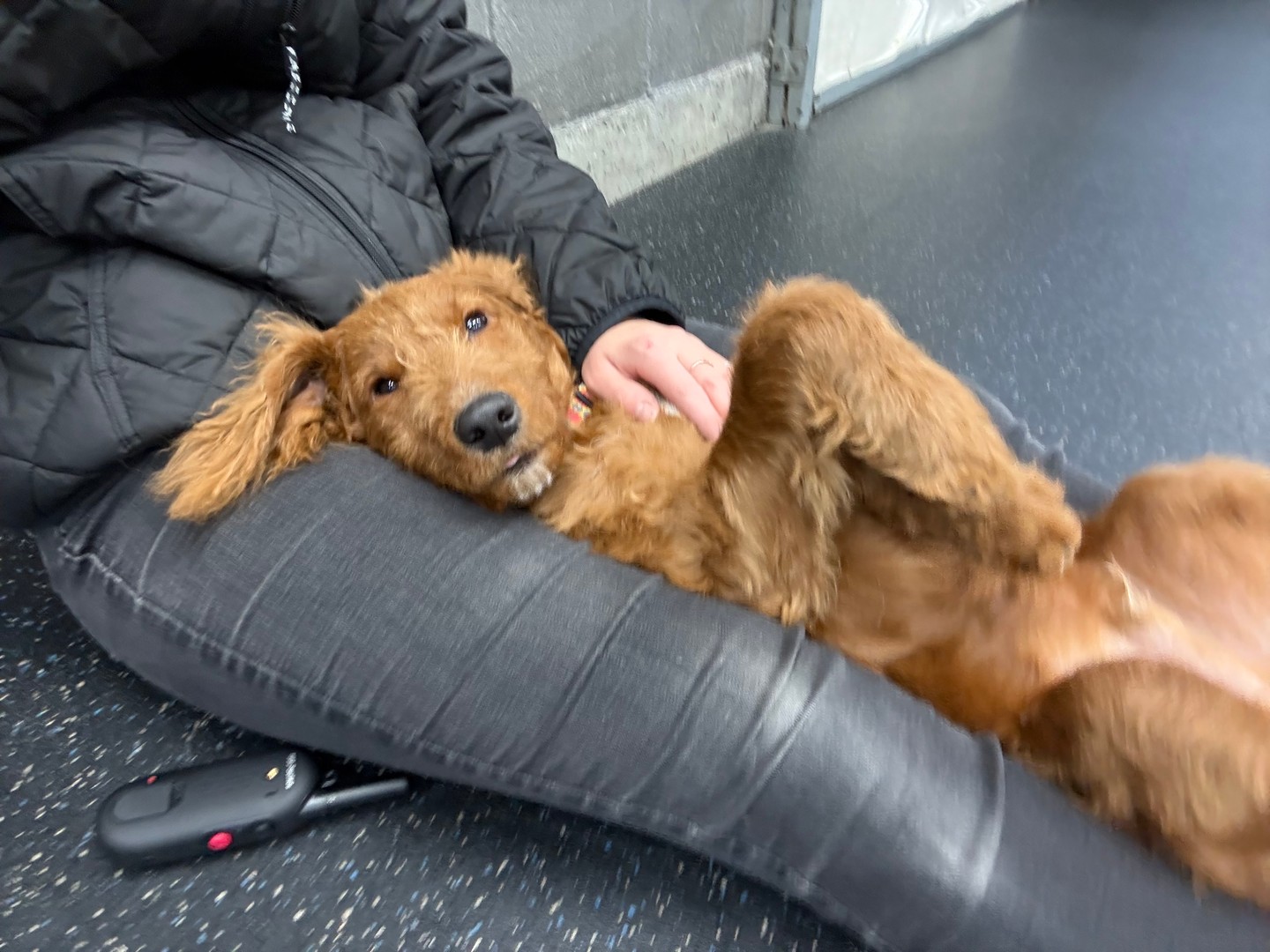 Puppy yoga isn&rsquo;t just adorable&mdash;it&rsquo;s the perfect way to teach your energetic pup to chill out! 🐶🧘&zwj;♂️ At Dog Training Elite, we help puppies find their zen while owners enjoy bonding and laughs. Calm minds, wagging tails, happy homes! 