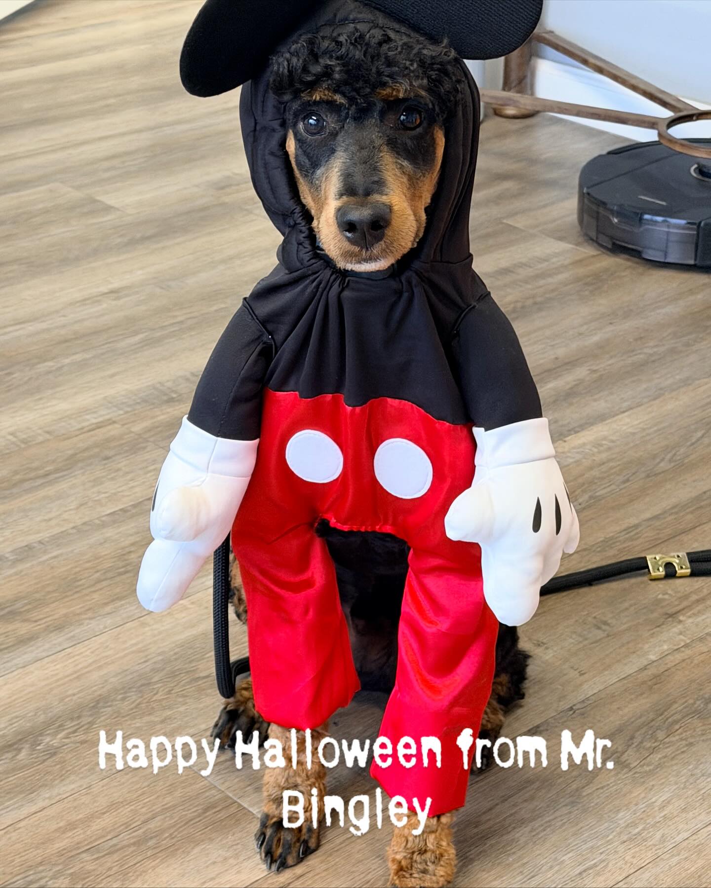 Happy Halloween from Mr. Bingley