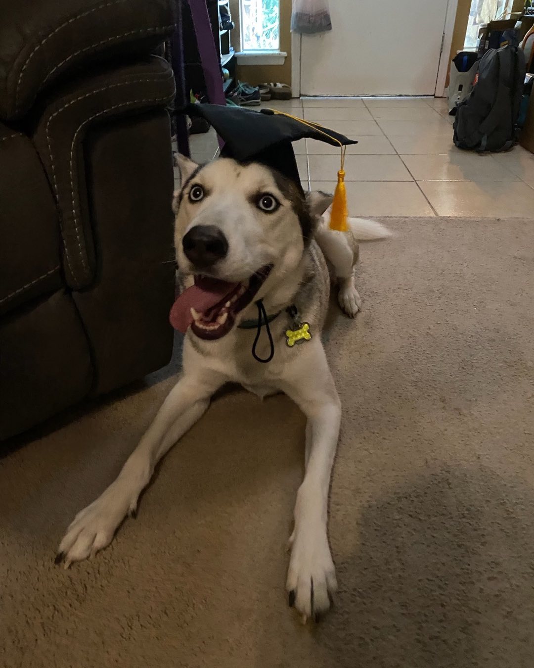 Juno graduated from obedience classes!