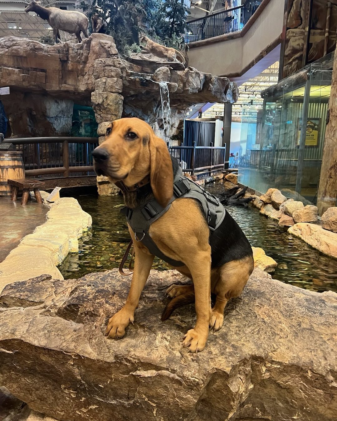 Delilah just passed her Public Access Test! Her parents are so proud of her!