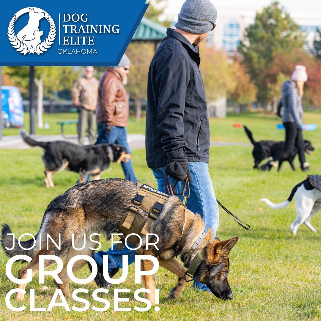 Join us if you have completed obedience and been invited to group classes next Saturday, June 24th at either the 9:30 or 10:45 class. Click on the links below: 
  9:30 - https://booking.setmore.com/scheduleappointment/420aff1a-4dab-4e9e-89e4-b71c715d8d40/session/b6ef3ba1-5685-40c8-b07a-c071d55d4723
  10:45 - https://booking.setmore.com/scheduleappointment/420aff1a-4dab-4e9e-89e4-b71c715d8d40/session/711db164-437a-41f9-80d3-266369b855be