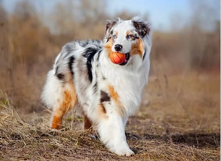 Breed Mondays! The Australian Shepherd, a lean, tough ranch dog, is one of those 'only in America' stories: a European breed perfected in California by way of Australia. Fixtures on the rodeo circuit, they are closely associated with the cowboy life. The Australian Shepherd, the cowboy's herding dog of choice, is a medium-sized worker with a keen, penetrating gaze in the eye. Aussie coats offer different looks, including merle (a mottled pattern with contrasting shades of blue or red). In all ways, they're the picture of rugged and agile movers of stock. Aussies exhibit an irresistible impulse to herd, anything: birds, dogs, kids. This strong work drive can make Aussies too much dog for a sedentary pet owner. Aussies are remarkably intelligent, quite capable of hoodwinking an unsuspecting novice owner. In short, this isn't the pet for everyone. But if you're looking for a brainy, tireless, and trainable partner for work or sport, your search might end here.