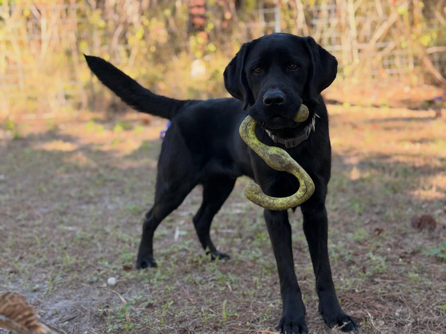 Cedar &ndash; 14 Month Old Service Dog in Training
📍 Orlando, FL

Cedar is a stunning 14-month-old Labrador currently in advanced service dog training and will be ready for placement in approximately 6 months.

He is now open for reservation, giving us the opportunity to customize his training to your specific needs before placement.

Cedar would be an excellent candidate for:
&bull; PTSD support
&bull; Item retrieval
&bull; Behavior interruption tasks
&bull; Crowd control and blocking

He has a low to medium drive with a wonderful off-switch. He enjoys playing ball and can be energetic during engagement, but transitions immediately into focused work mode. He is steady, clear-headed, and naturally attentive to his handler.

Cedar is currently intact and will be neutered prior to placement. He will be sold as a fully trained service dog, completing advanced task work and full public access preparation before going home.

For local Orlando clients, we provide lifetime in-person training support to ensure long-term success.

For reservation details, videos, and meet-and-greet information:
📞 Call or text 407-375-2079