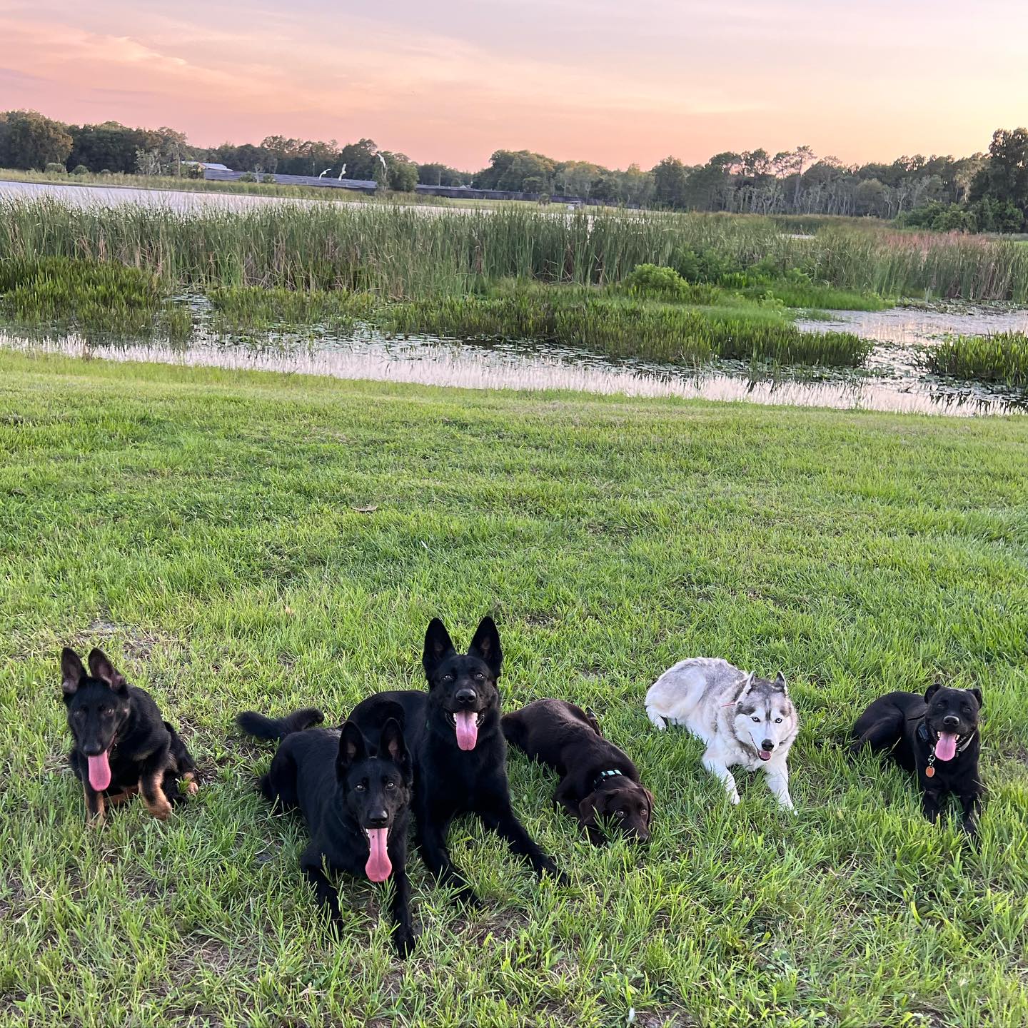 Dog Training Elite Orlando is a small family owned business with a program designed over 40 years of experience. Here&rsquo;s the family from the oldest to the youngest, our entire lives in one photo. @emery_ranch
