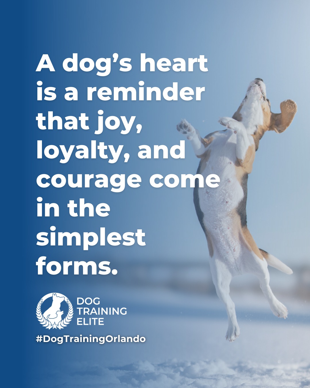 Dogs show us what it means to live fully in the moment. With patience, consistency, and clear guidance, their natural curiosity and loyalty can be shaped into focus, confidence, and cooperation. 

Every wag, nuzzle, and playful leap is a reminder that balanced training isn’t just about commands, it’s about building trust, understanding, and a stronger bond every day. 🐾

🎯 From basic obedience to advanced service dog training, Dog Training Elite Orlando helps dogs near Kissimmee build better behavior and stronger bonds this season. 🐾
 📍 https://maps.app.goo.gl/NnnGUdcKMMGuM5Da9



