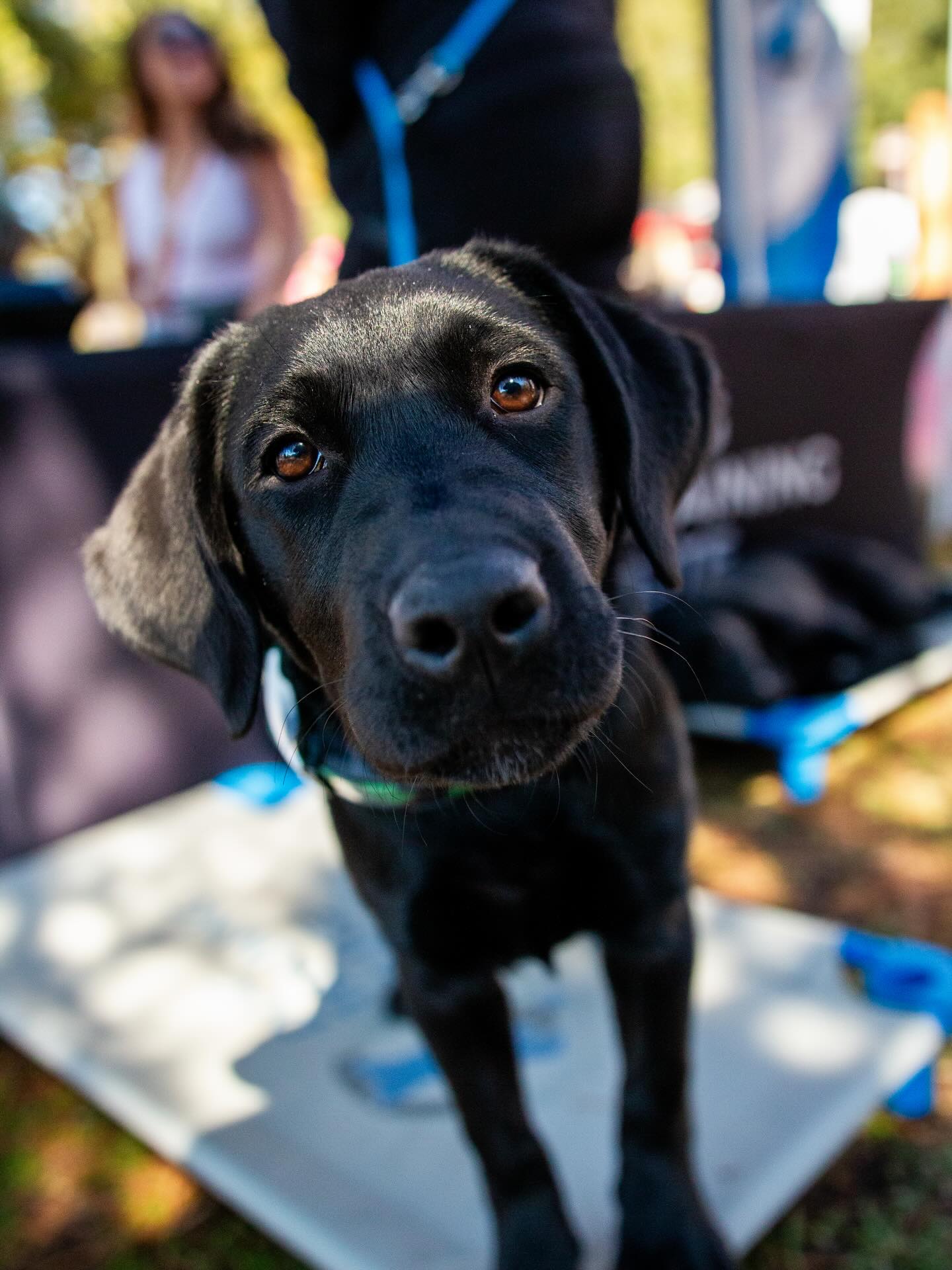 Dasha &ndash; 5 Month Old Diabetic Alert Service Dog in Training
📍 Orlando, FL

Dasha is an exceptional, scent-driven Labrador from our very own carefully planned breeding program. At just 5 months old, she is already demonstrating outstanding potential as a diabetic alert service dog.

She has strong natural scent drive, excellent engagement, and a confident, stable temperament. Dasha is an active, motivated dog and will thrive with an active handler who enjoys training, outings, and working as a team.

She is our keeper from this litter and was specifically selected and held back for service work potential.

Dasha will be ready for placement between 18&ndash;20 months of age, after completing advanced task training and full public access preparation.

For local Orlando clients, we provide lifetime in-person training support to ensure long-term success and continued development as your needs evolve.

For reservation details, videos, and meet-and-greet information:
📞 Call or text 407-375-2079