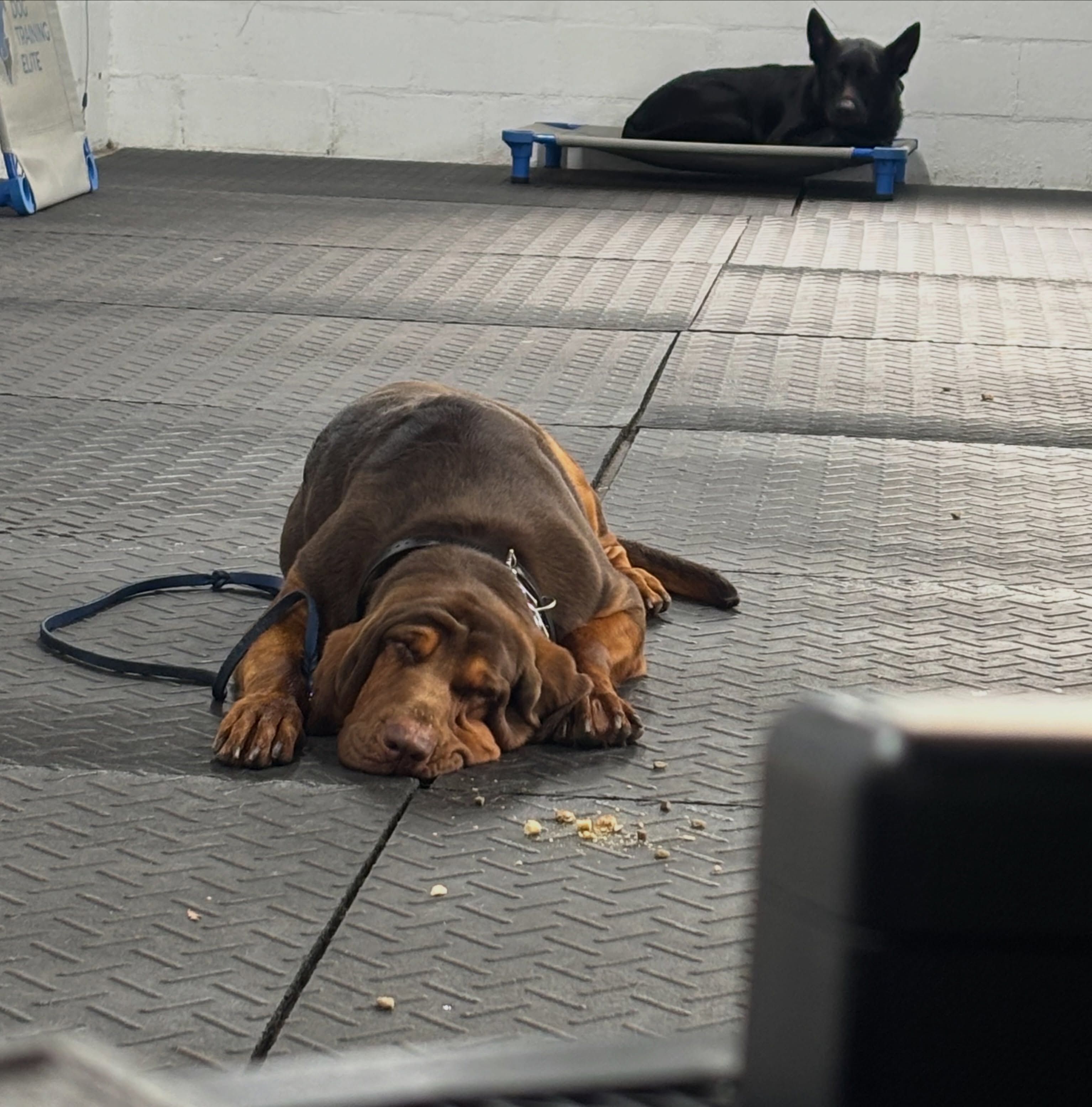 When the long down stay turns into a full-body meltdown&hellip; 😂 Apparently &ldquo;down&rdquo; means slowly dissolve into the floor and take a nap when you&rsquo;re a Bloodhound.