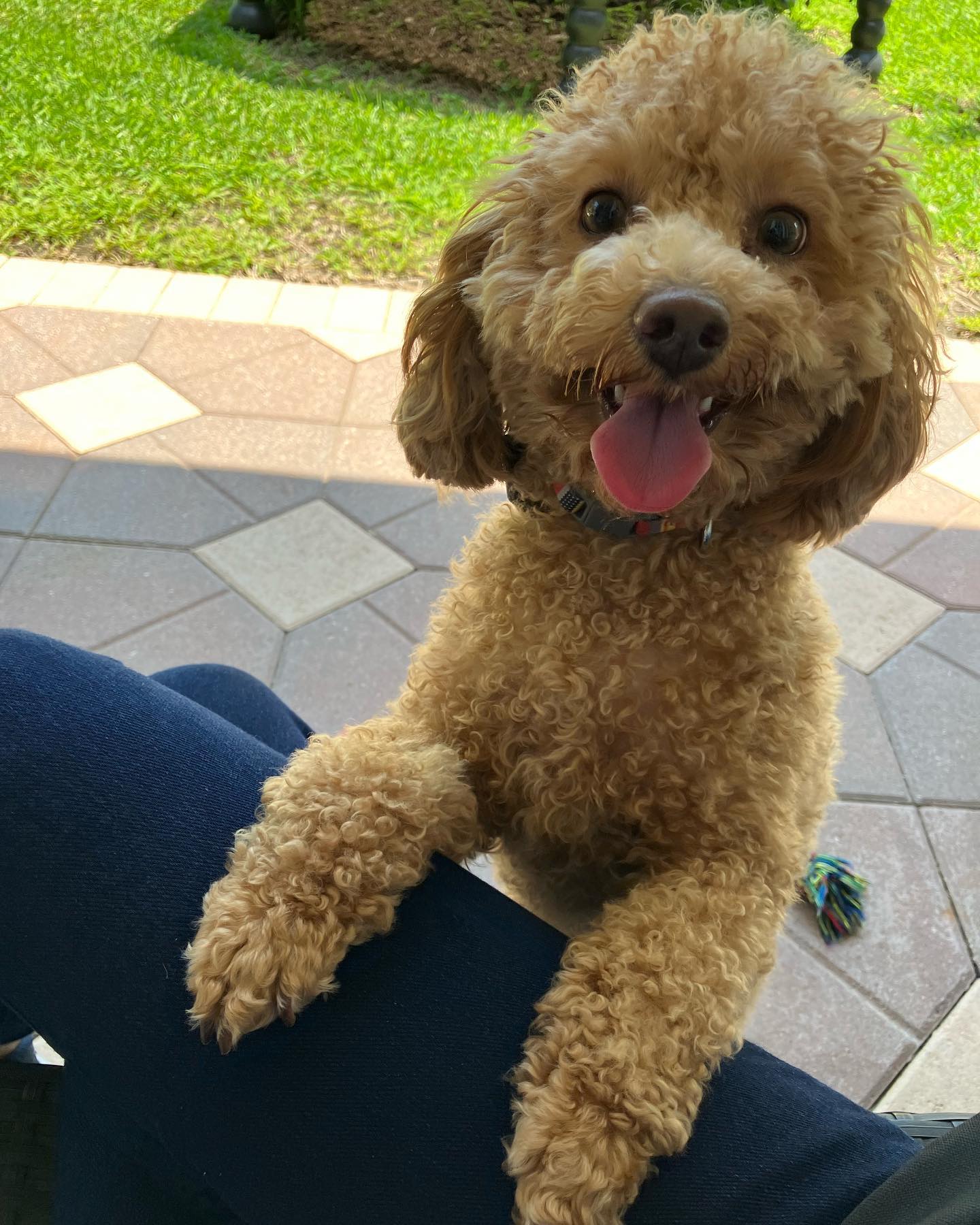 Here&rsquo;s Milo!
Nothing gets by this little guy&hellip;he&rsquo;s alert, attentive and curious. 
Welcome to the DTE Palm Beach Pack Milo!

