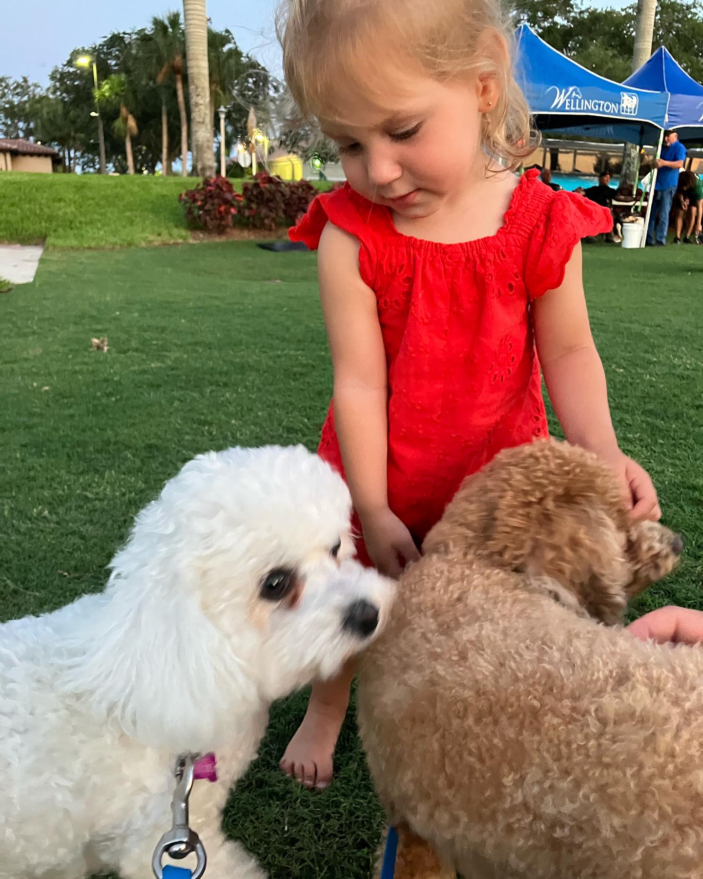 Come join our pack and Watch the transformations happen&hellip; from unruly behavior to well mannered pups 🐶 🐾🐾
We&rsquo;re here for you! 
Dog Training Elite Palm Beach County
561-858-3647

