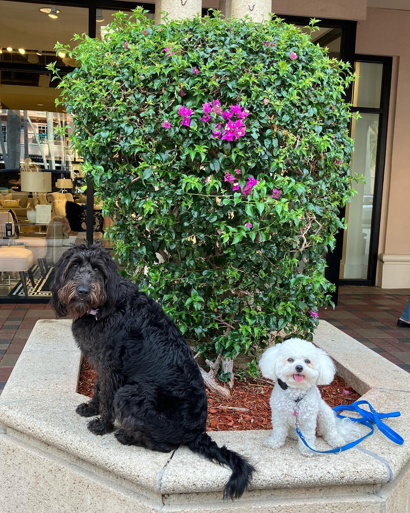 It&rsquo;s the weekend! Happy Sunday. Callaway and Gracie wishing you all a fabulous weekend 🐾🐾💕





