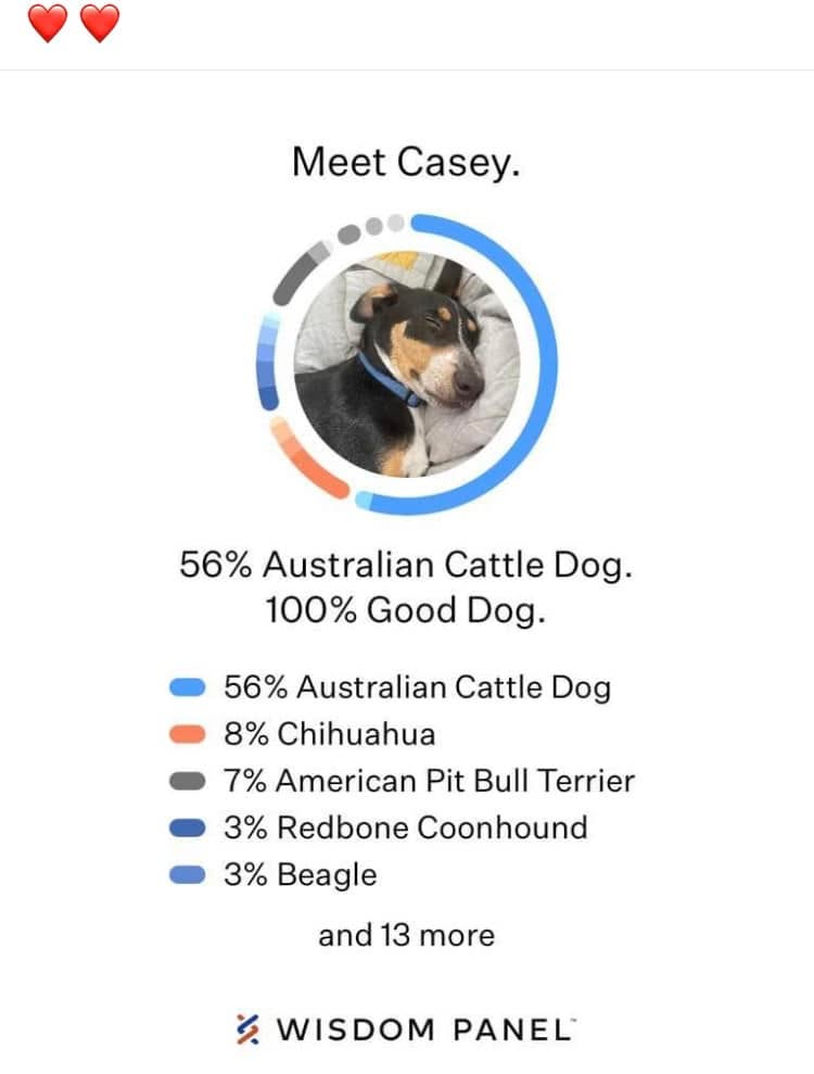 Well look at that!
After DNA testing, not a terrier after all! Have you ever sent away for your dog&rsquo;s DNA testing? Who did you use? 🐾🐾🐶